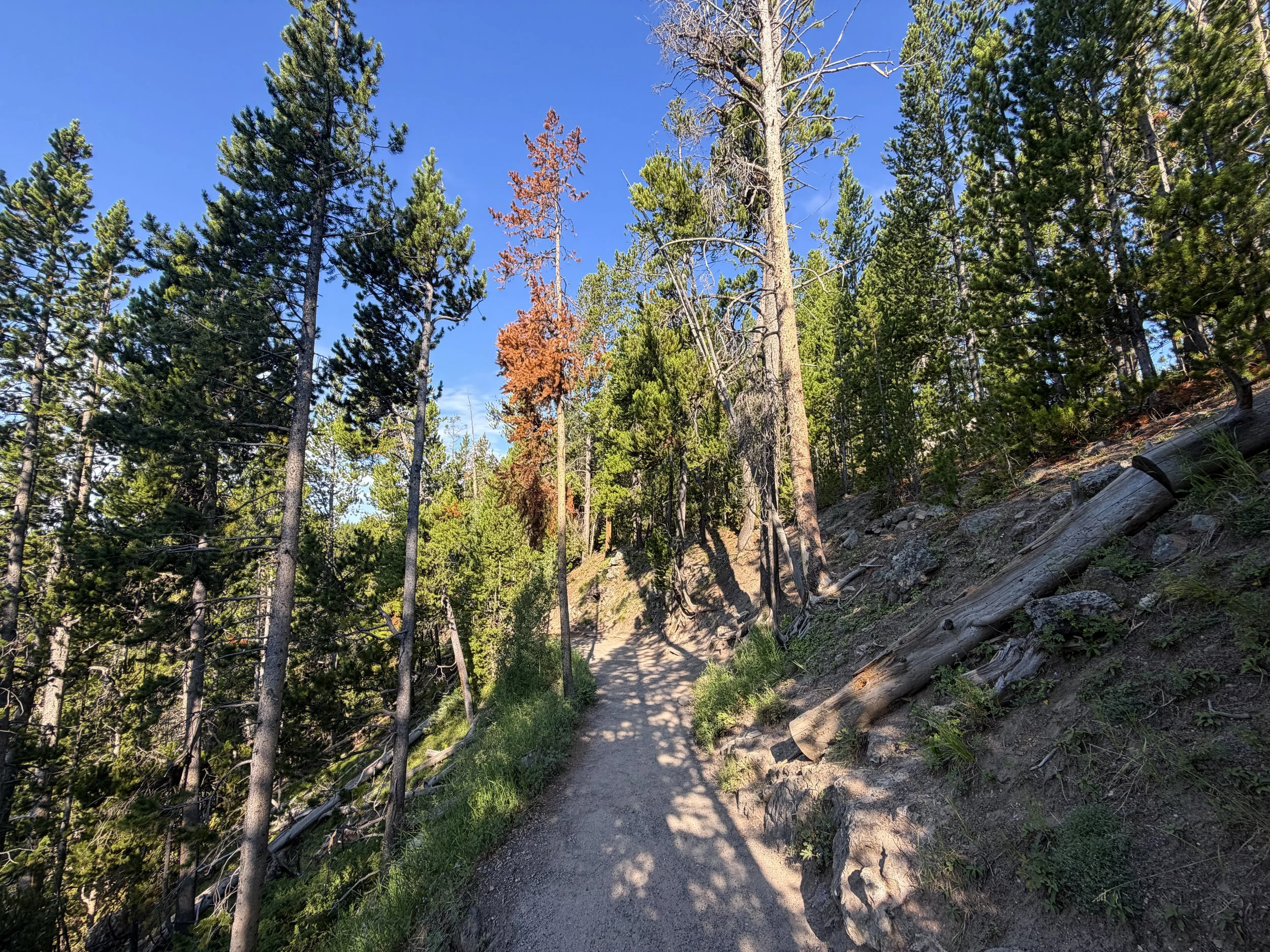 Brink of the Lower Falls Trail Yellowstone National Park Wyoming