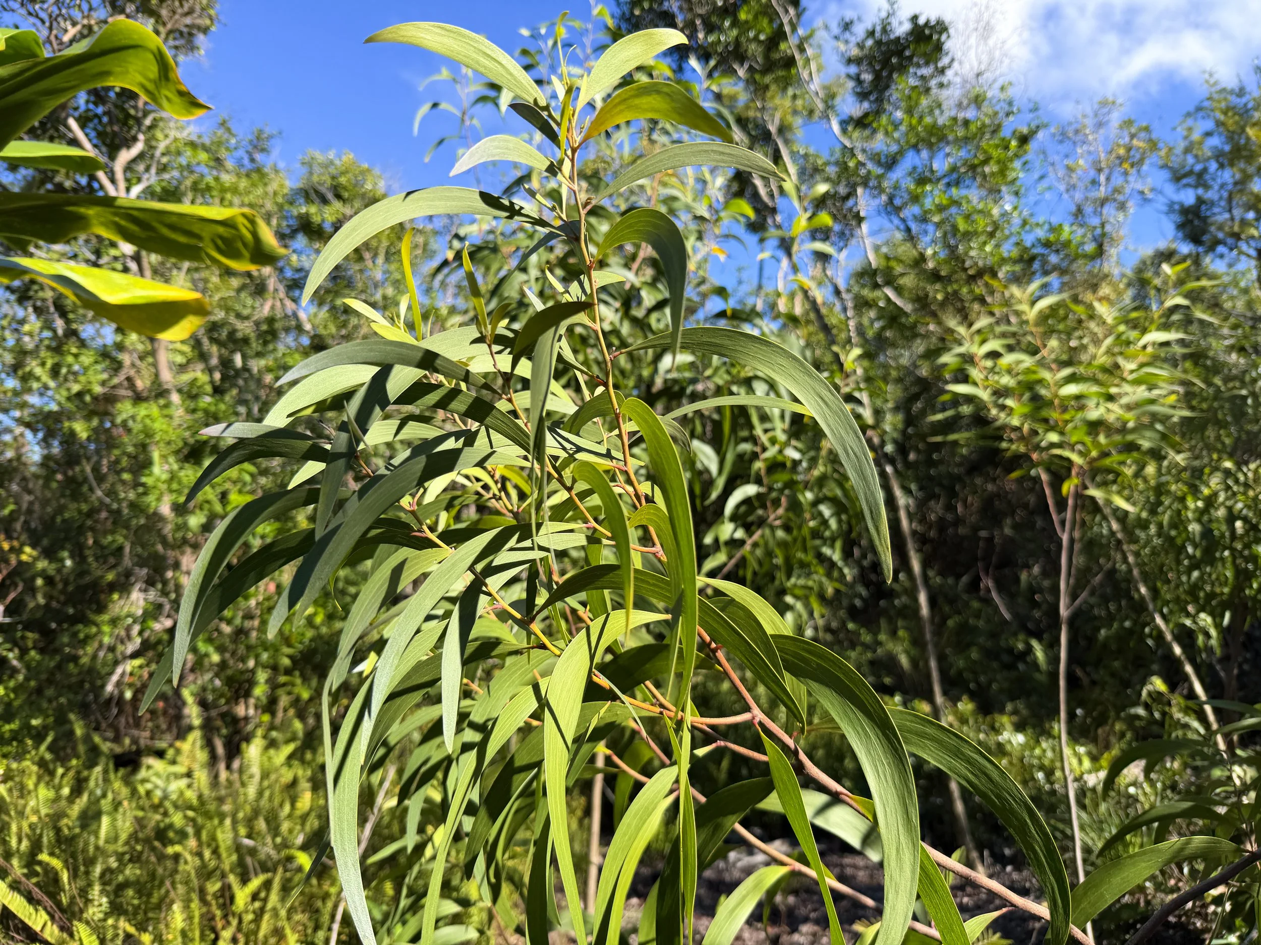 Acaica koa Oahu Hawaii