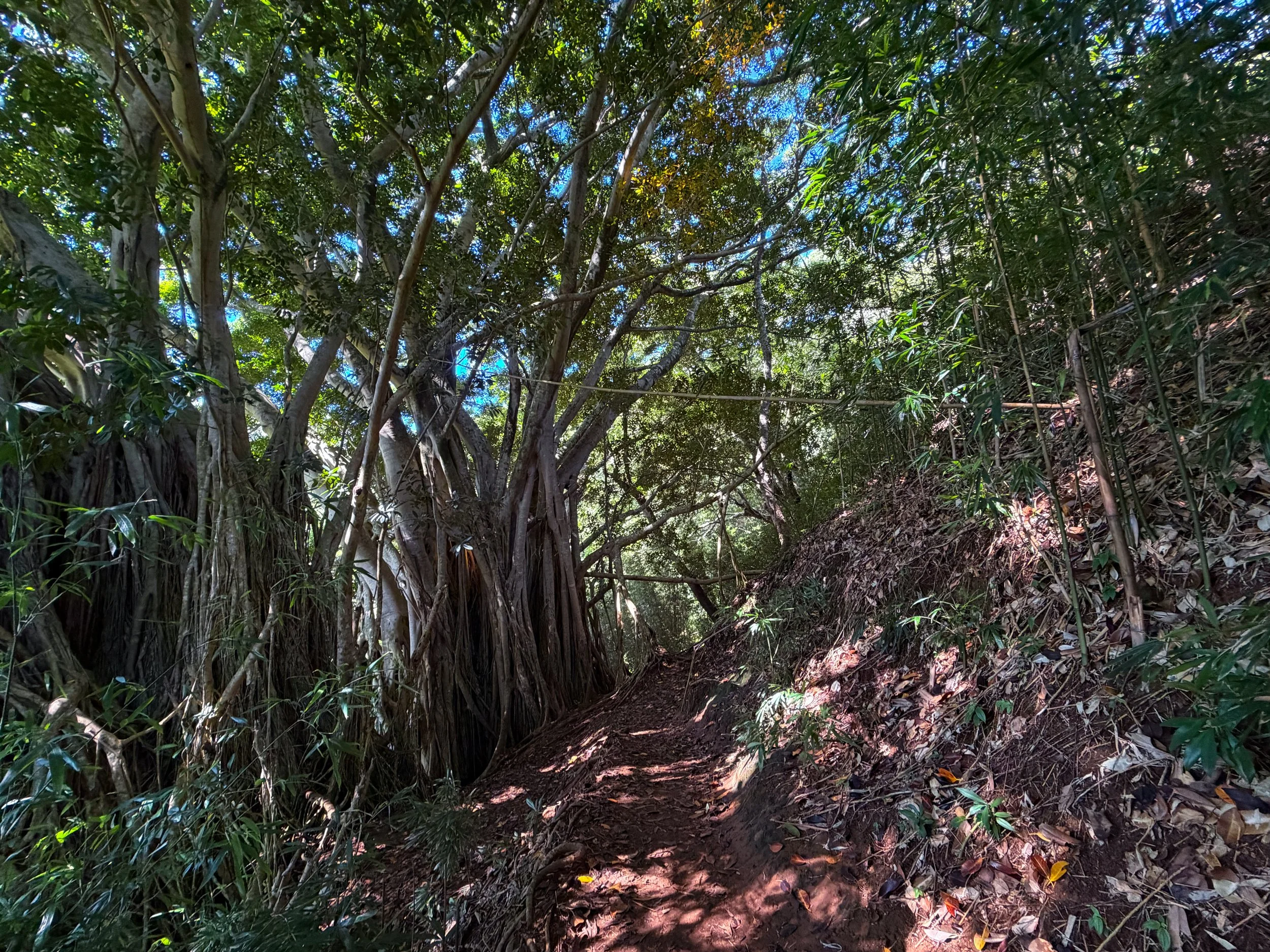 Aihualama Trail Oahu Hawaii