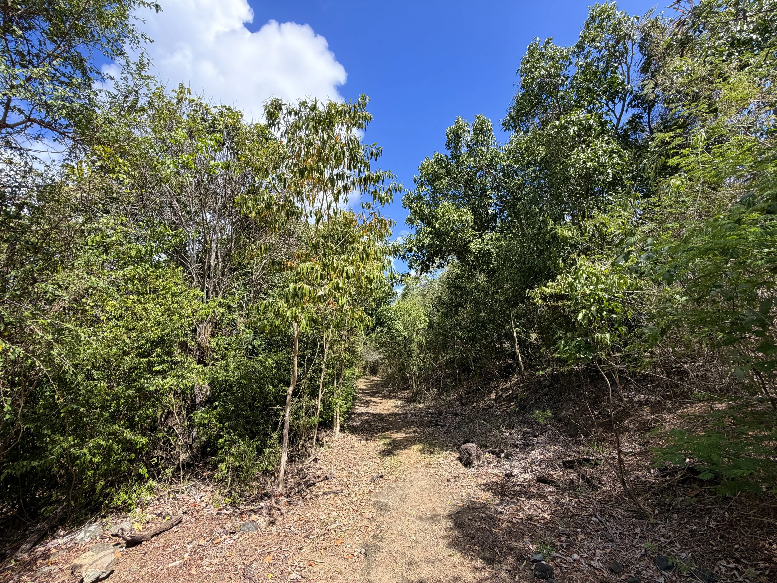 Johnny Horn Hike Virgin Islands National Park