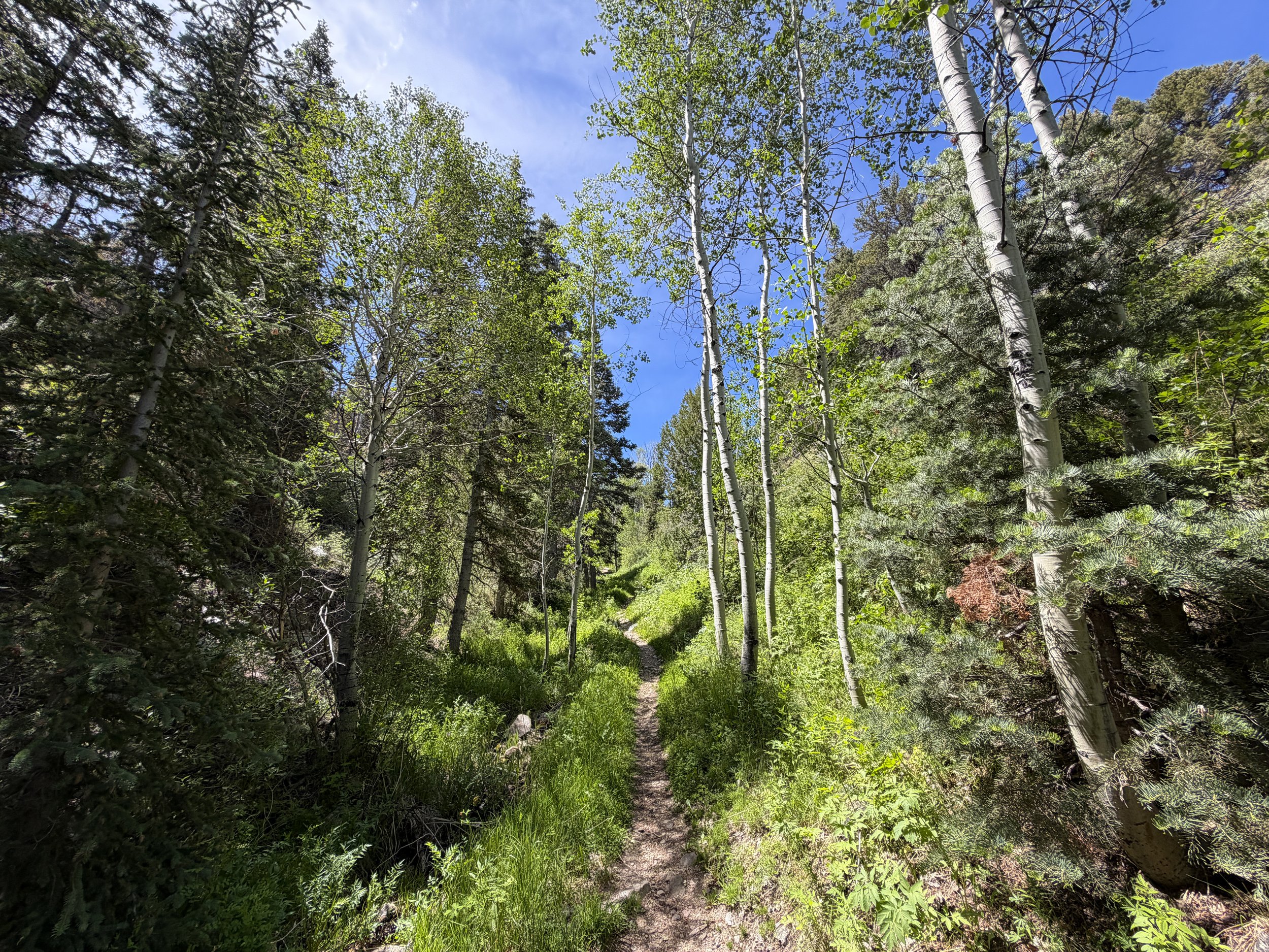 Timber Creek Loop Trail Great Basin National Park Nevada