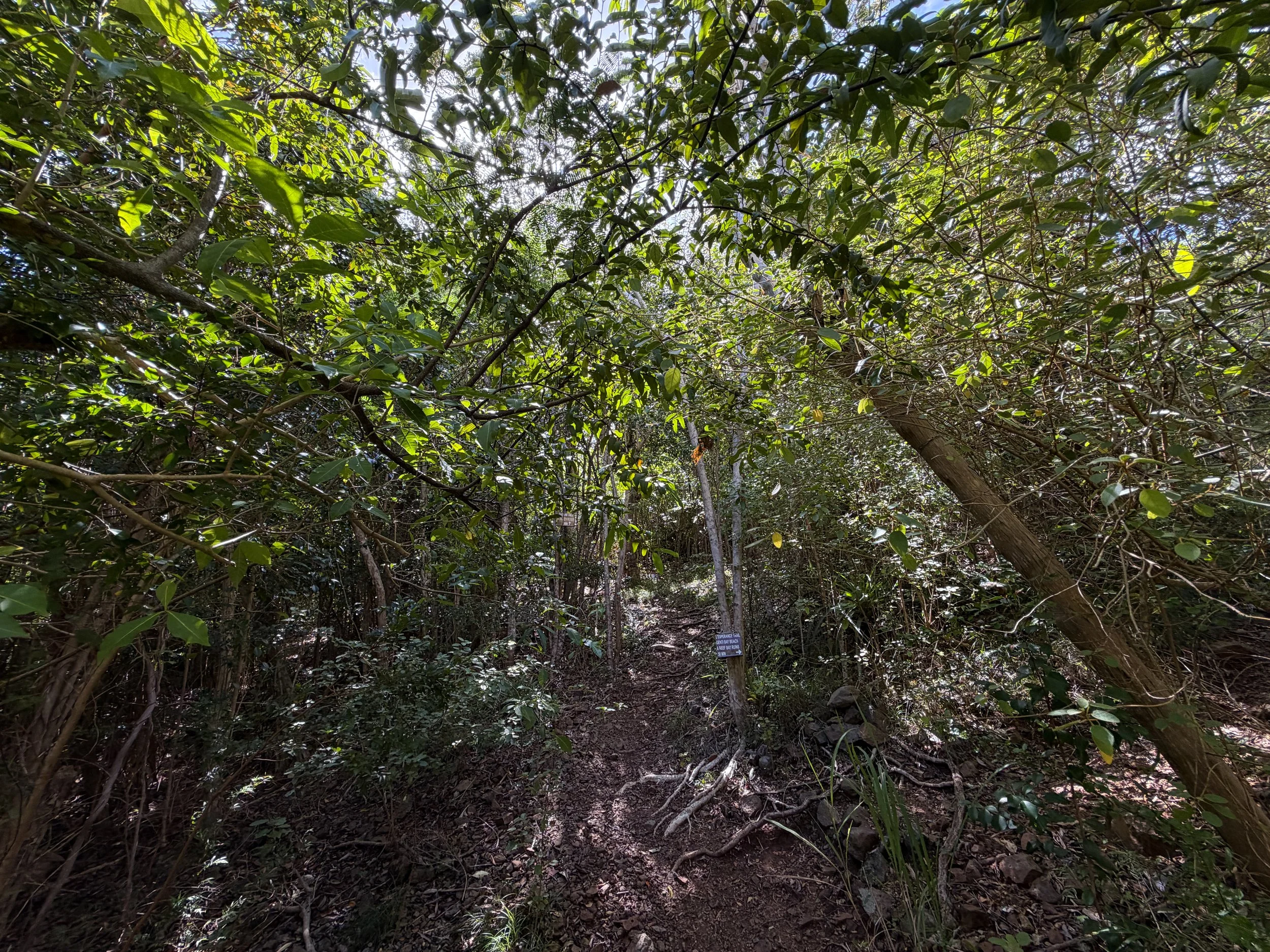 Great Sieben Hike Virgin Islands National Park