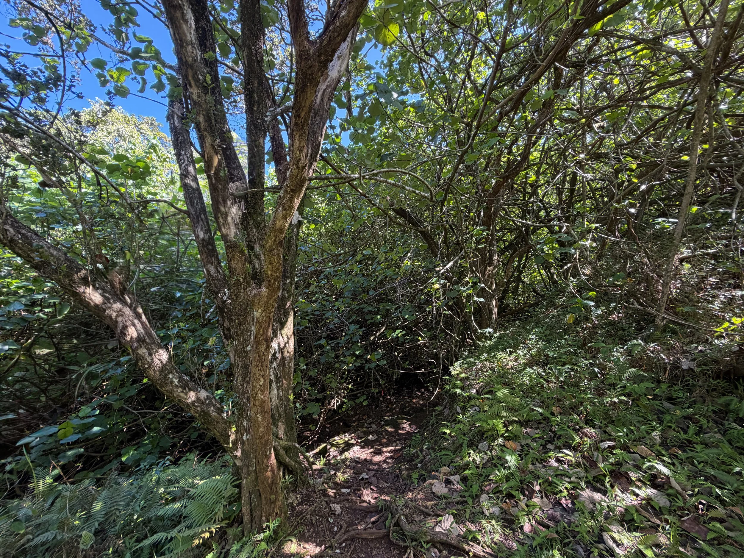 Kulanaahane Trail Oahu Hawaii