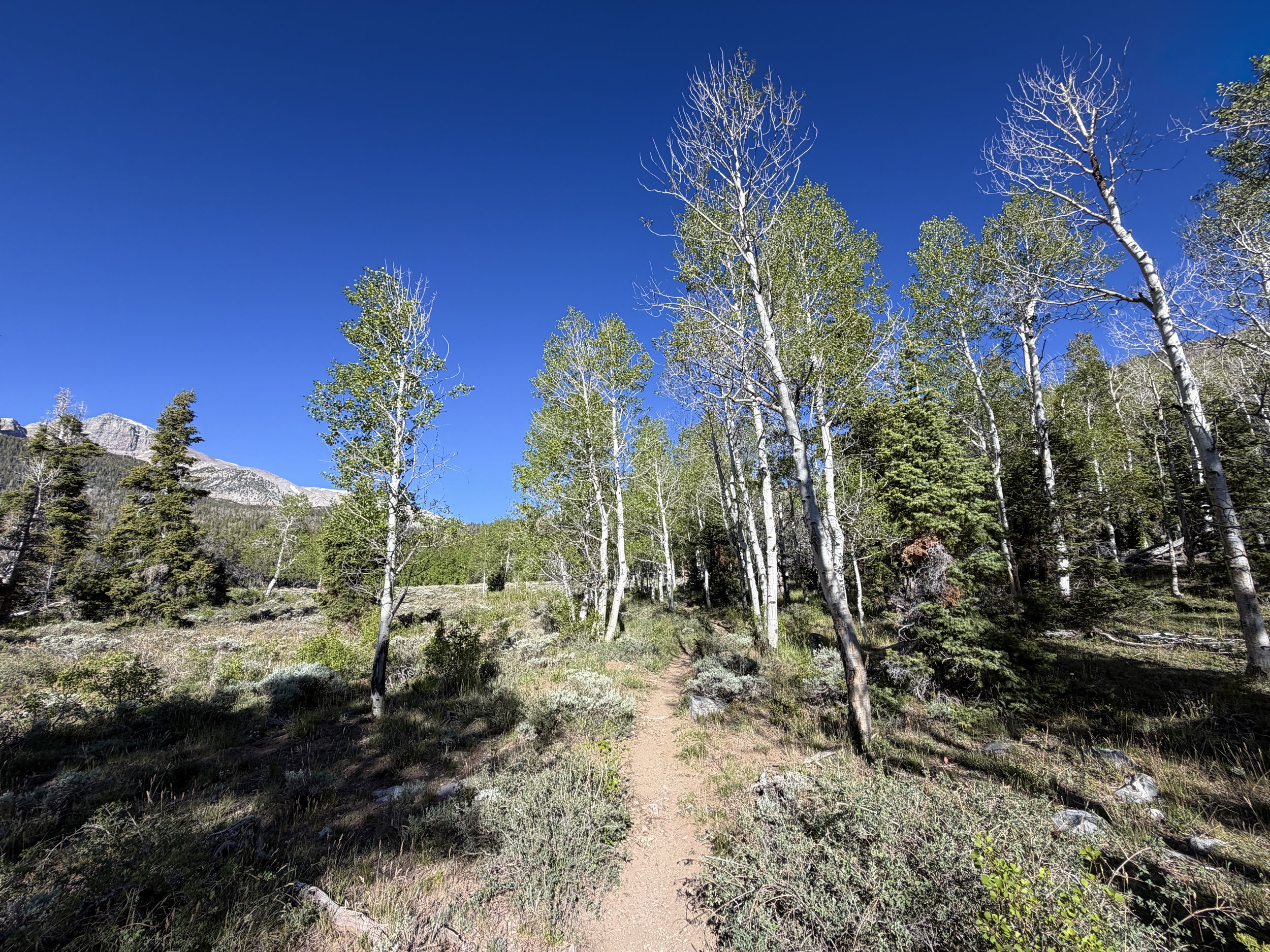 Lehman Creek Trail Great Basin National Park Nevada