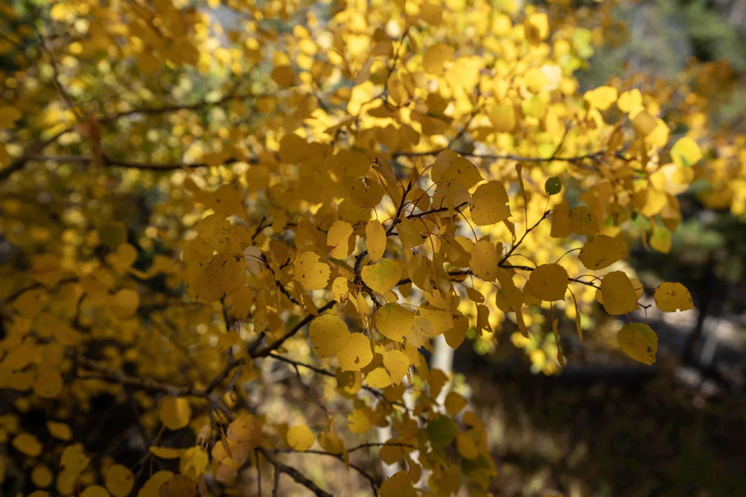 Golden Aspen Leaves Black Hills South Dakota