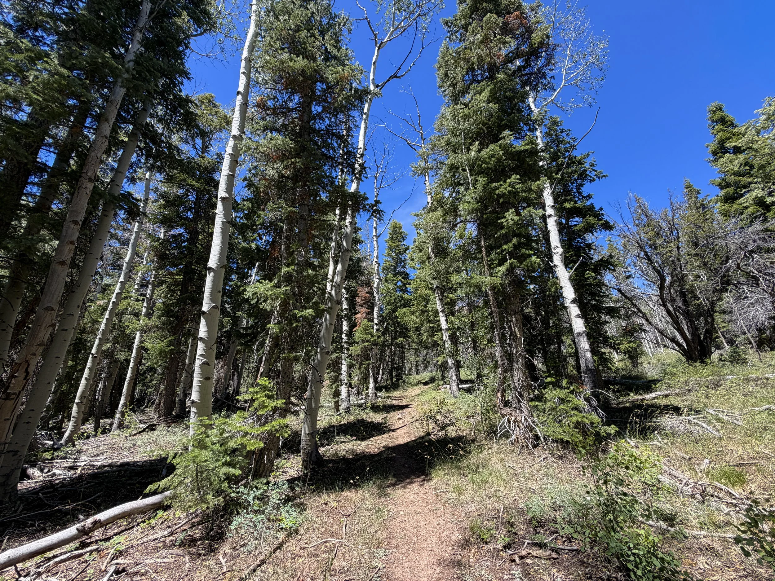 Dead Lake Trail Great Basin National Park Nevada
