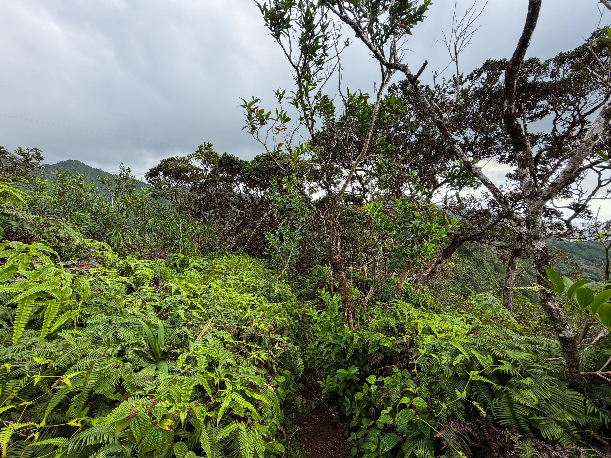 Kaau Crater Hike Oahu Hawaii