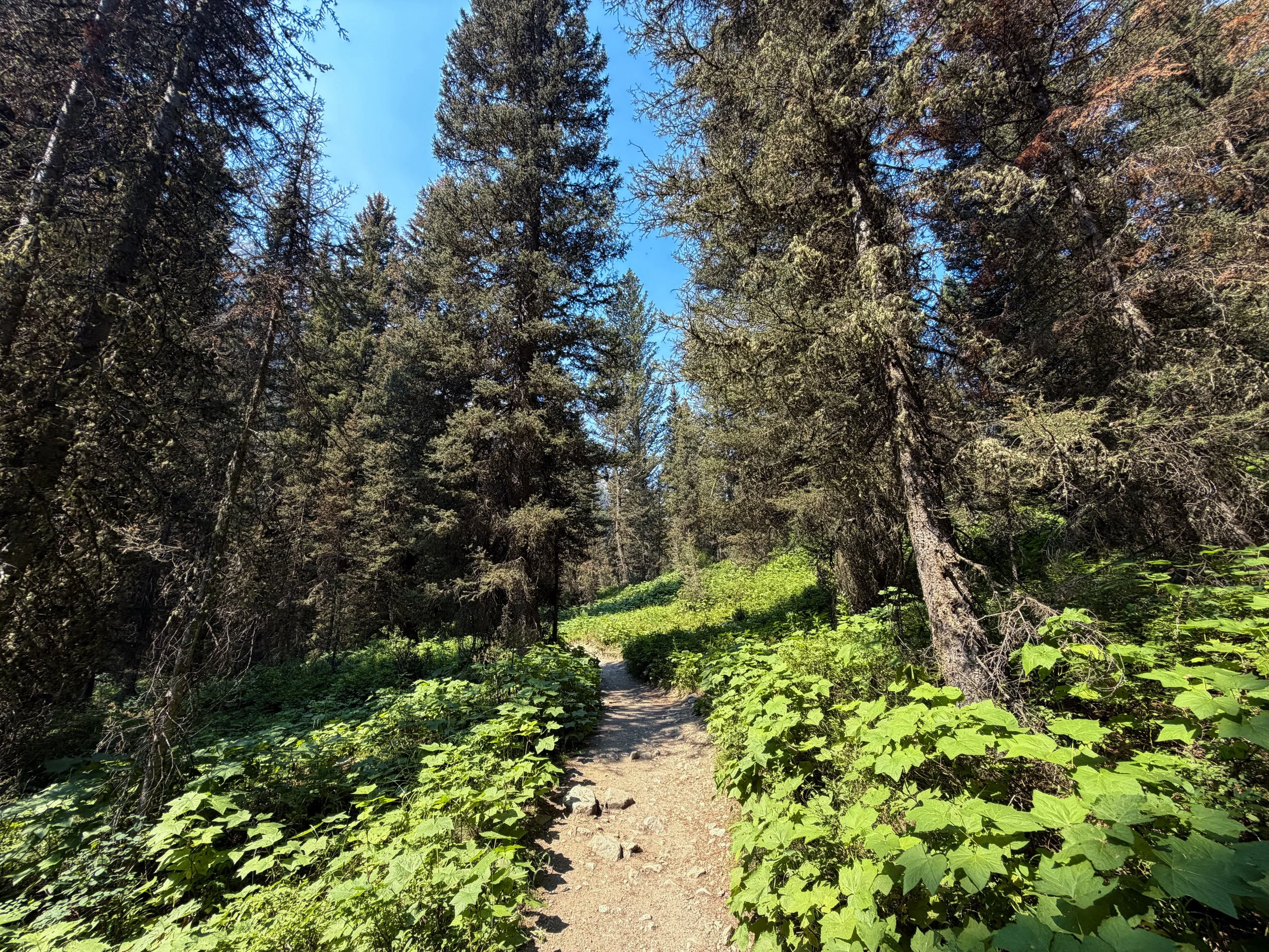 Cascade Canyon Hike Grand Teton National Park Wyoming