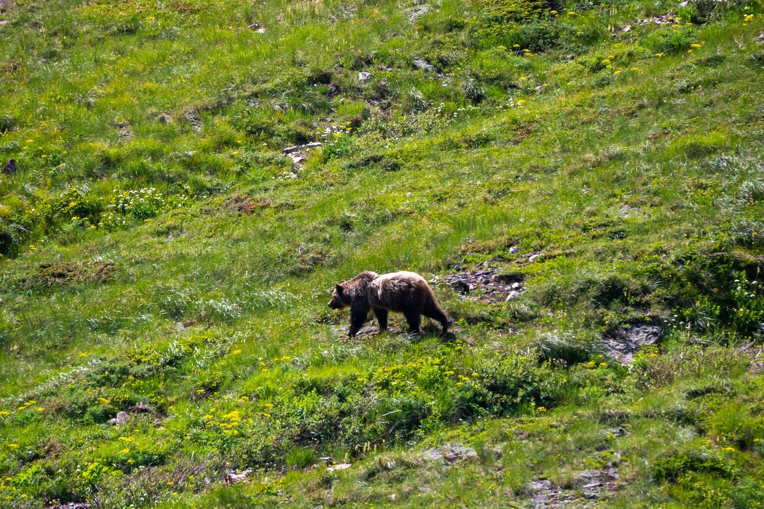 Grizzly Bear Glacier National Park