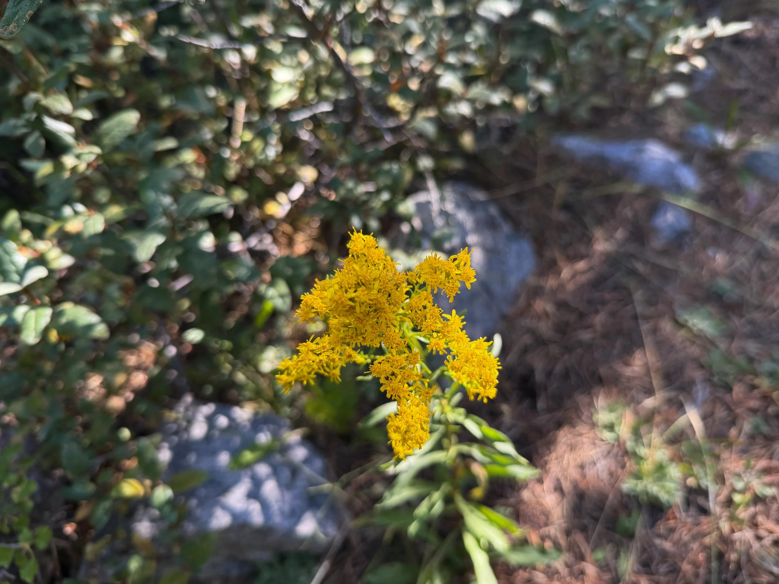 Rocky Mountain Goldenrod Solidago multiradiata