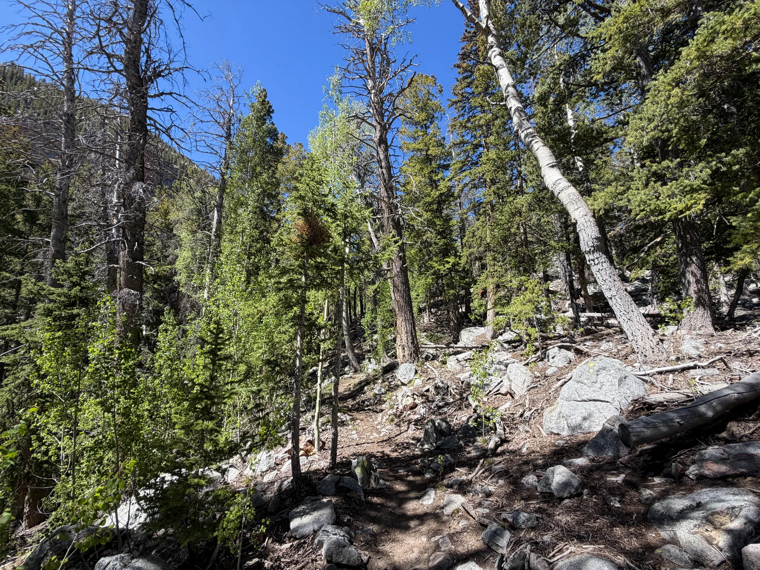 Baker Lake Trail Great Basin National Park Nevada