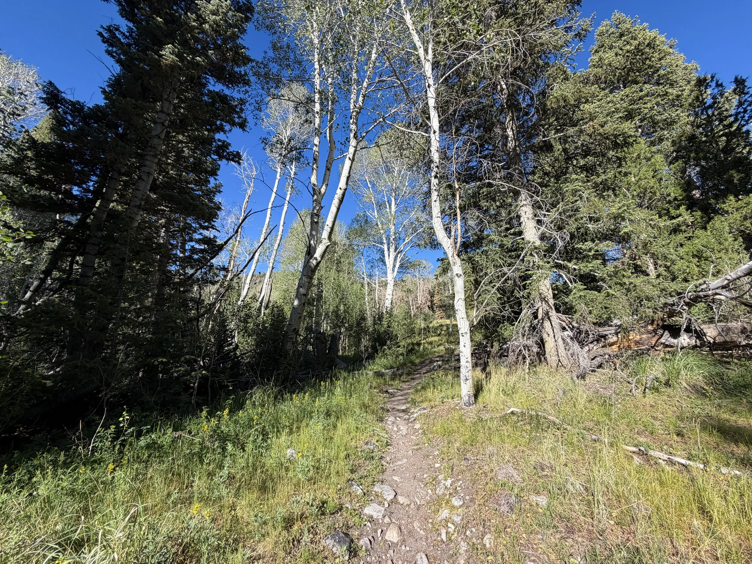Baker Lake Trail Great Basin National Park Nevada