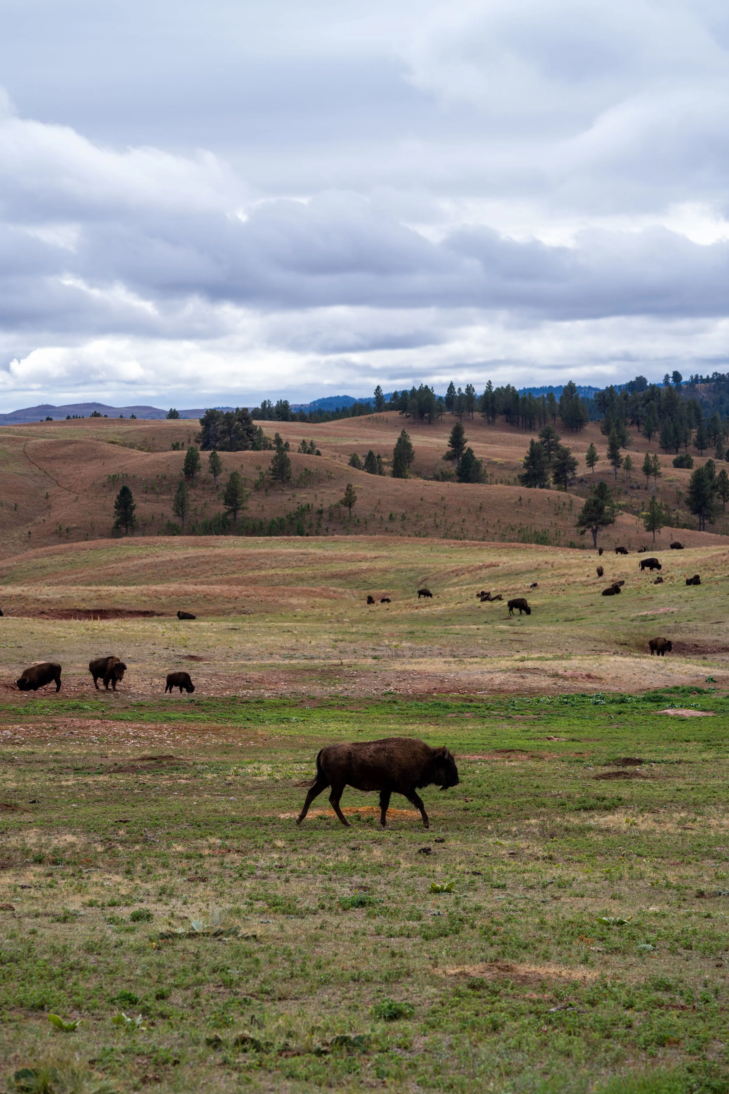 Hiking the Highland Creek Trail in Wind Cave National Park