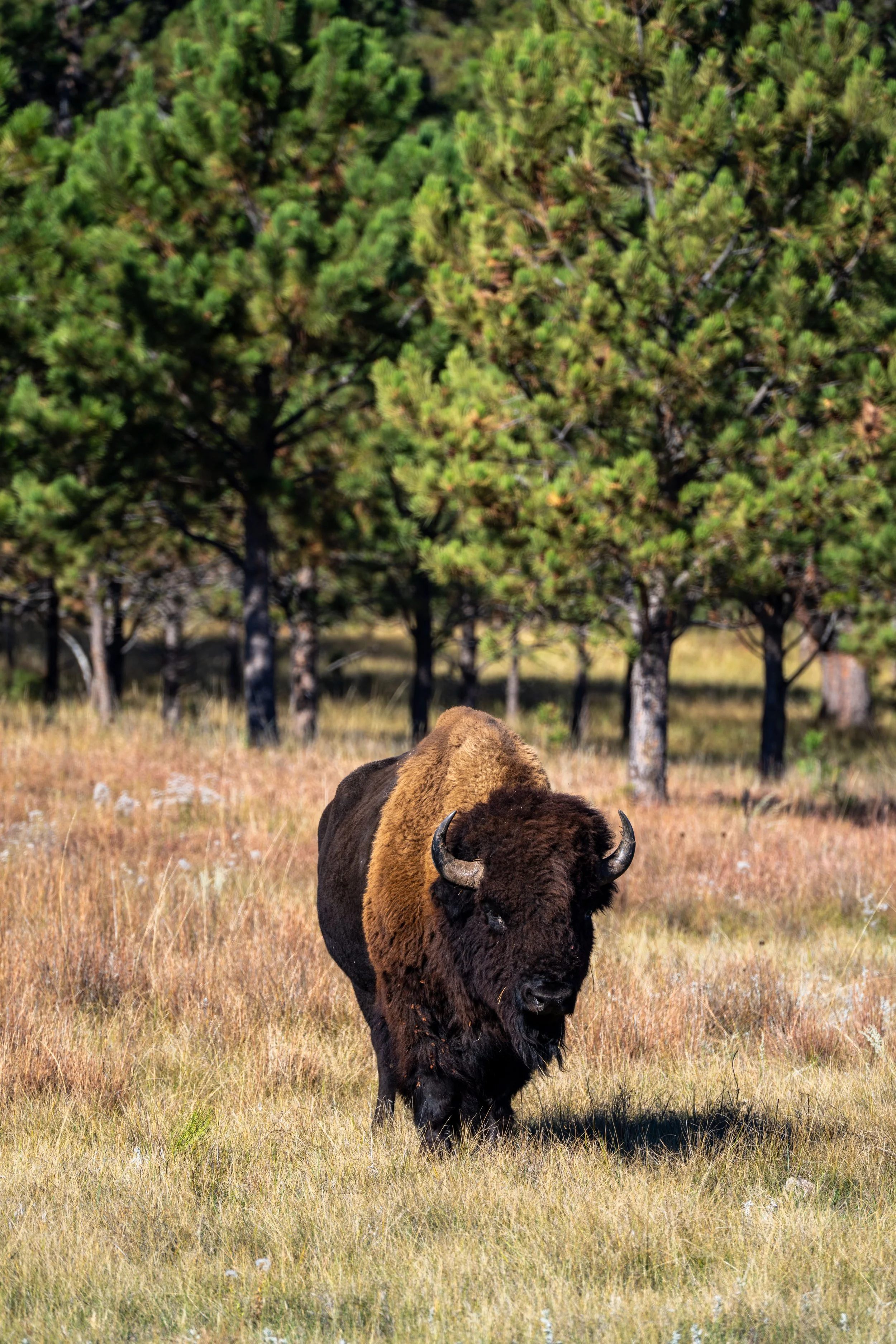Hiking the Sanctuary Trail in Wind Cave National Park