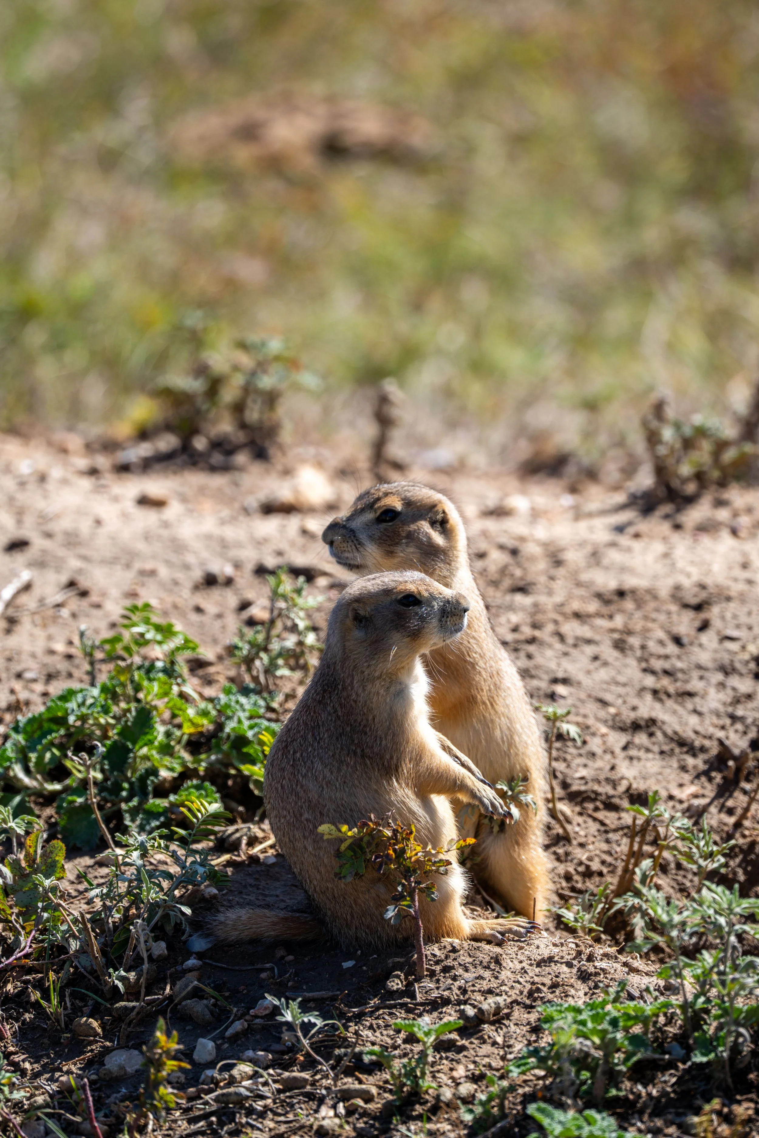 Hiking the Lookout Point Loop Trail in Wind Cave National Park