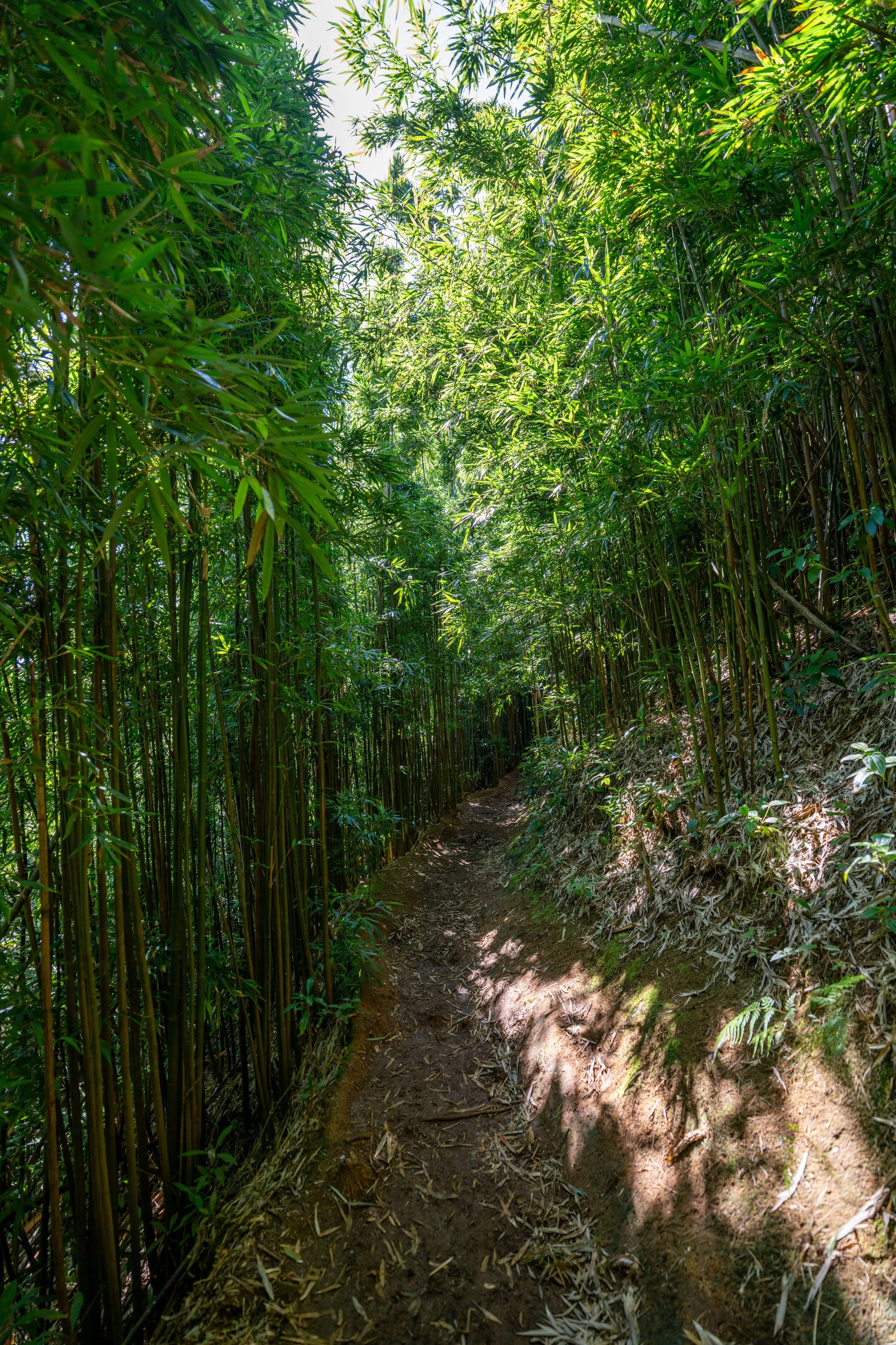 Hiking the ʻAihualama Trail on Oʻahu, Hawaiʻi