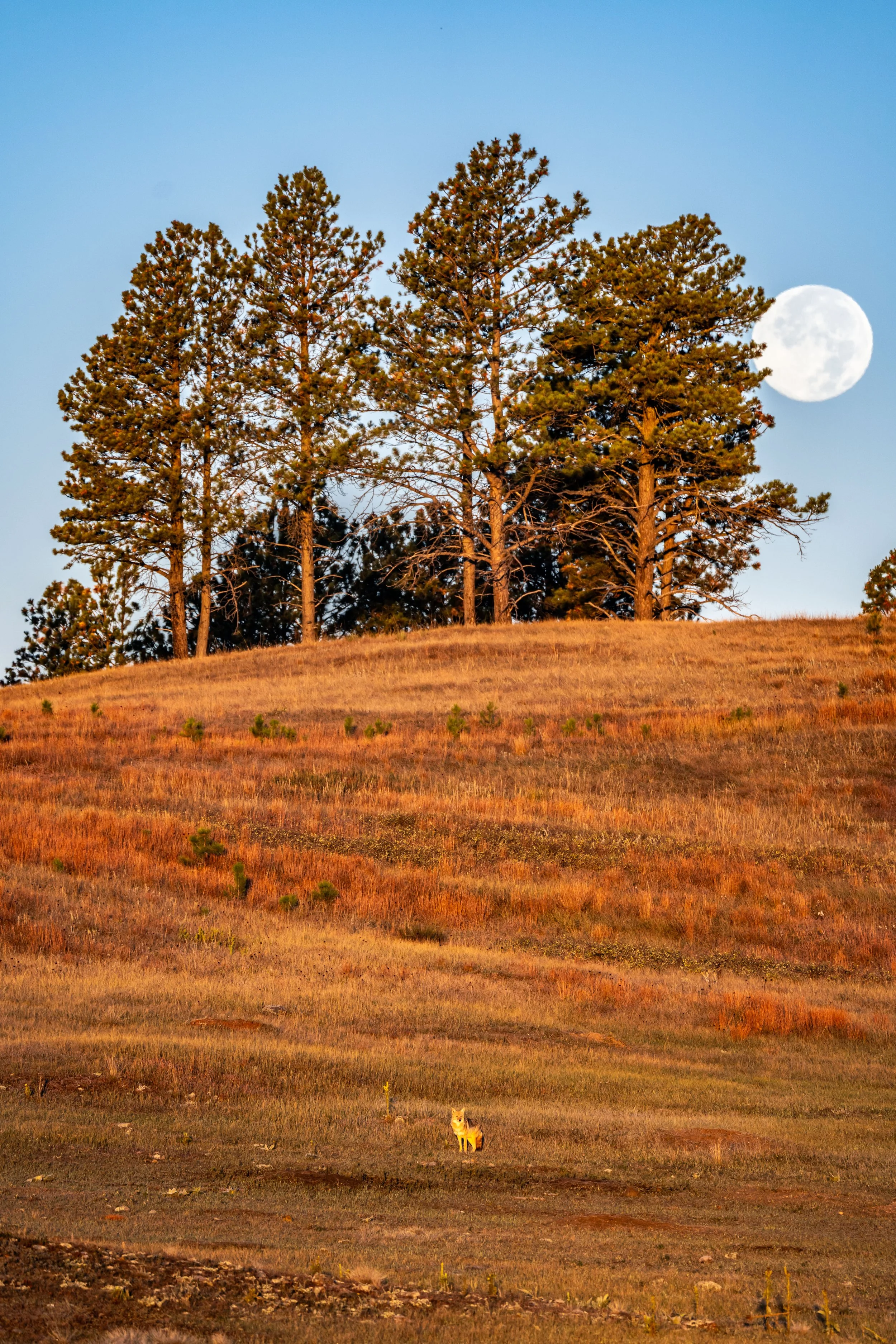 Hiking the Cold Brook Canyon Trail in Wind Cave National Park