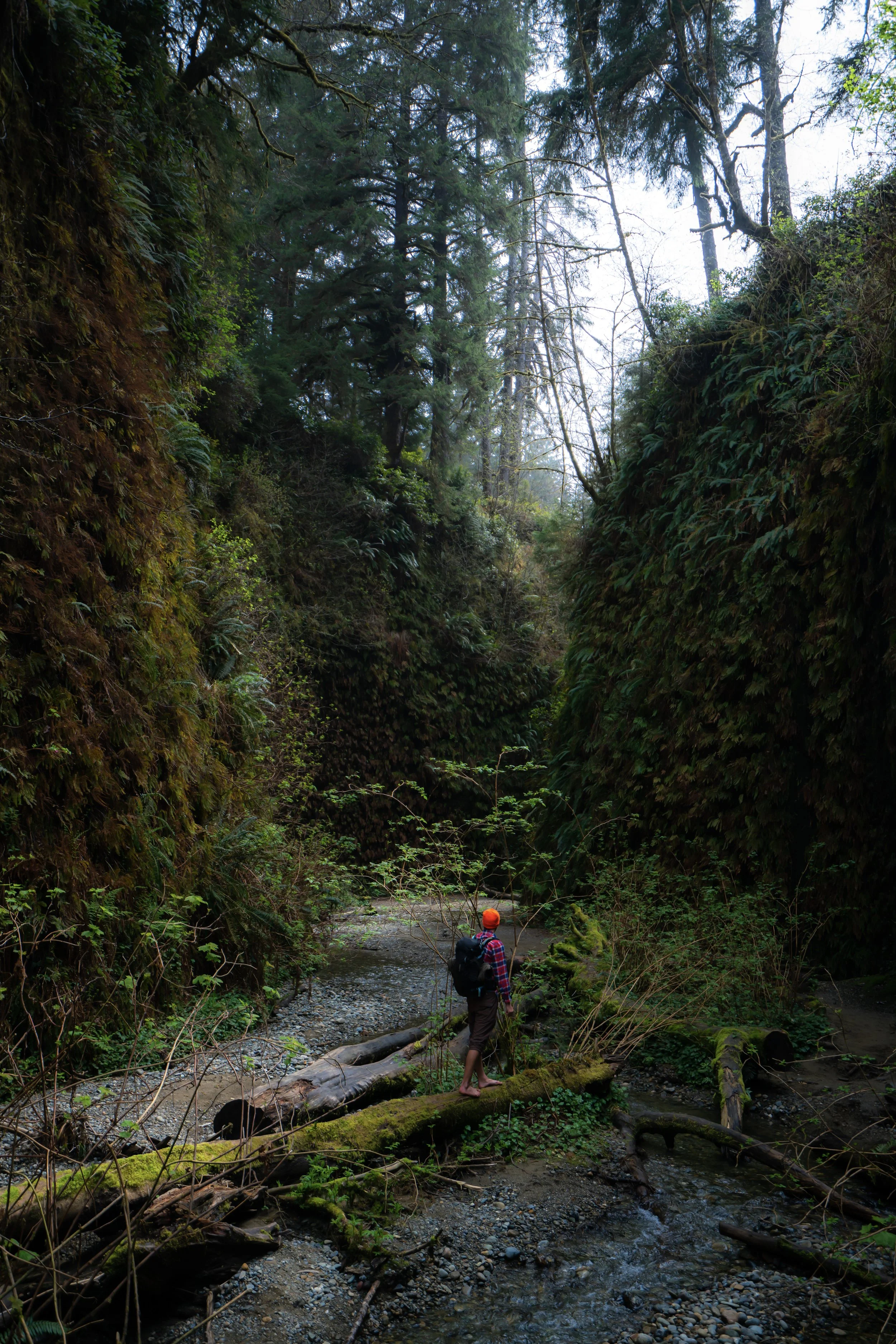 Hiking the Fern Canyon Loop Trail in Prairie Creek Redwoods State Park, California