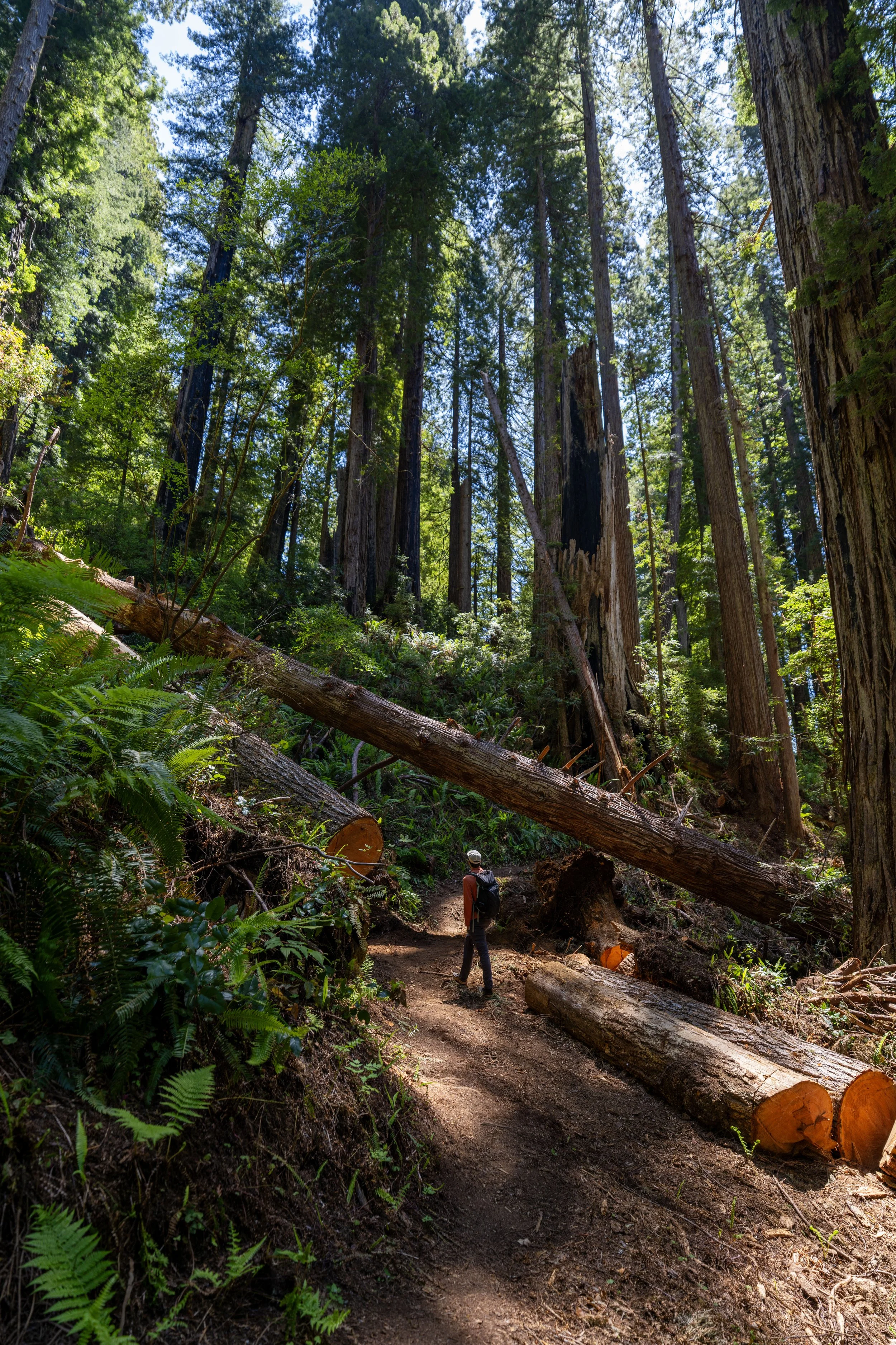 Hiking the Hope Creek–Ten Taypo Loop Trail in Prairie Creek Redwoods State Park, California