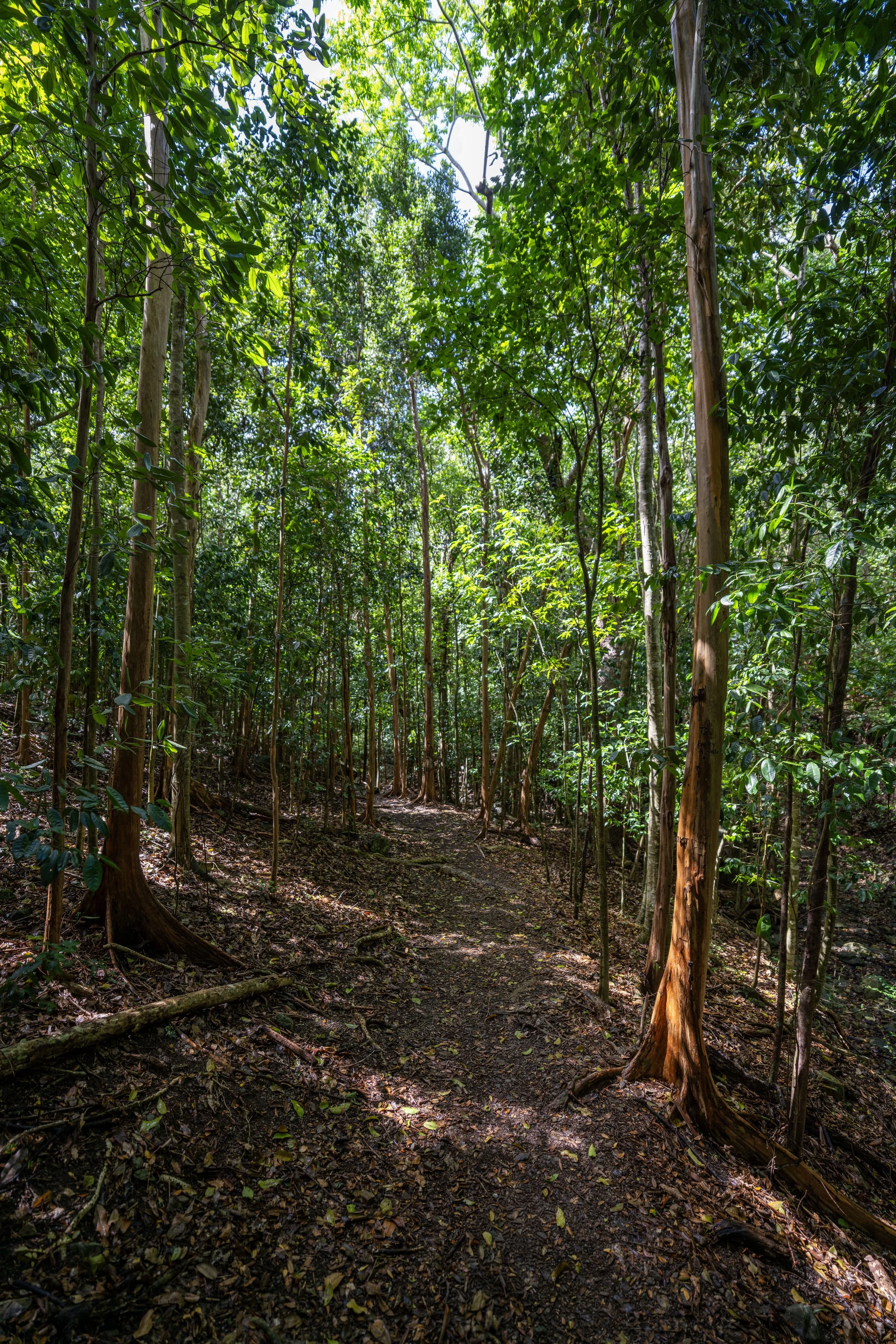 Hiking the Cinnamon Bay Loop Trail in Virgin Islands National Park