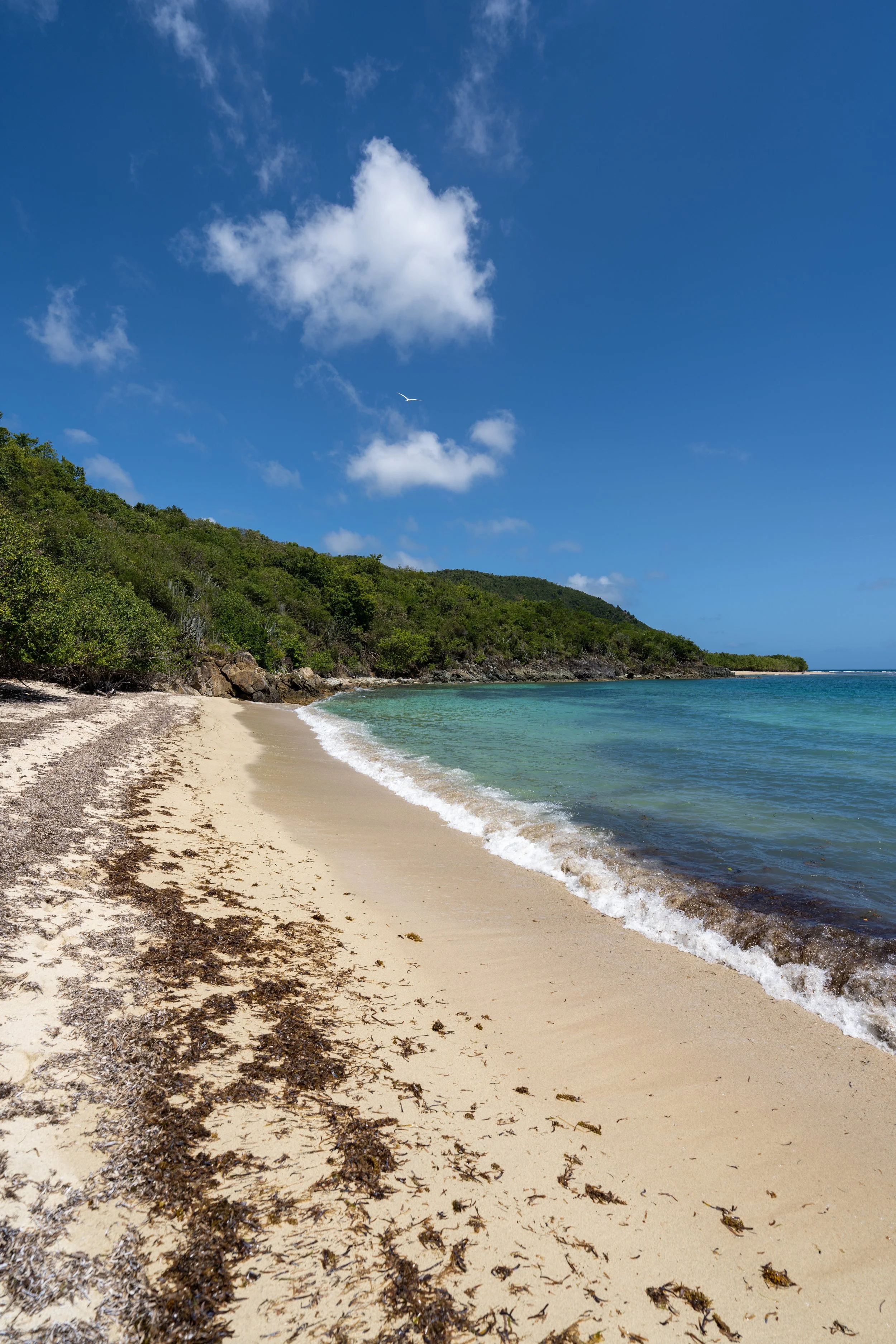 Hiking the L'Esperance Trail in Virgin Islands National Park