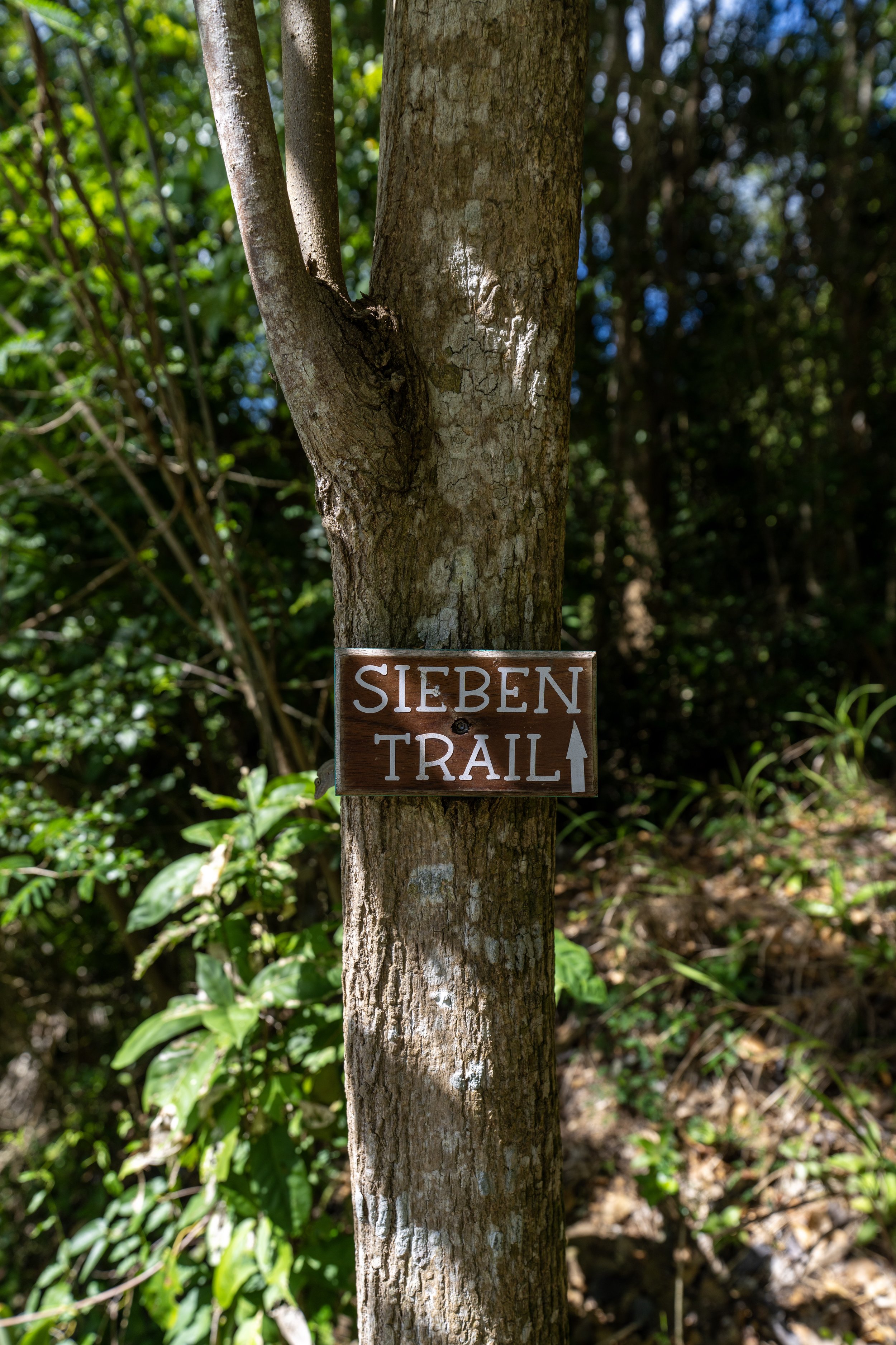 Hiking the Great Sieben Trail in Virgin Islands National Park