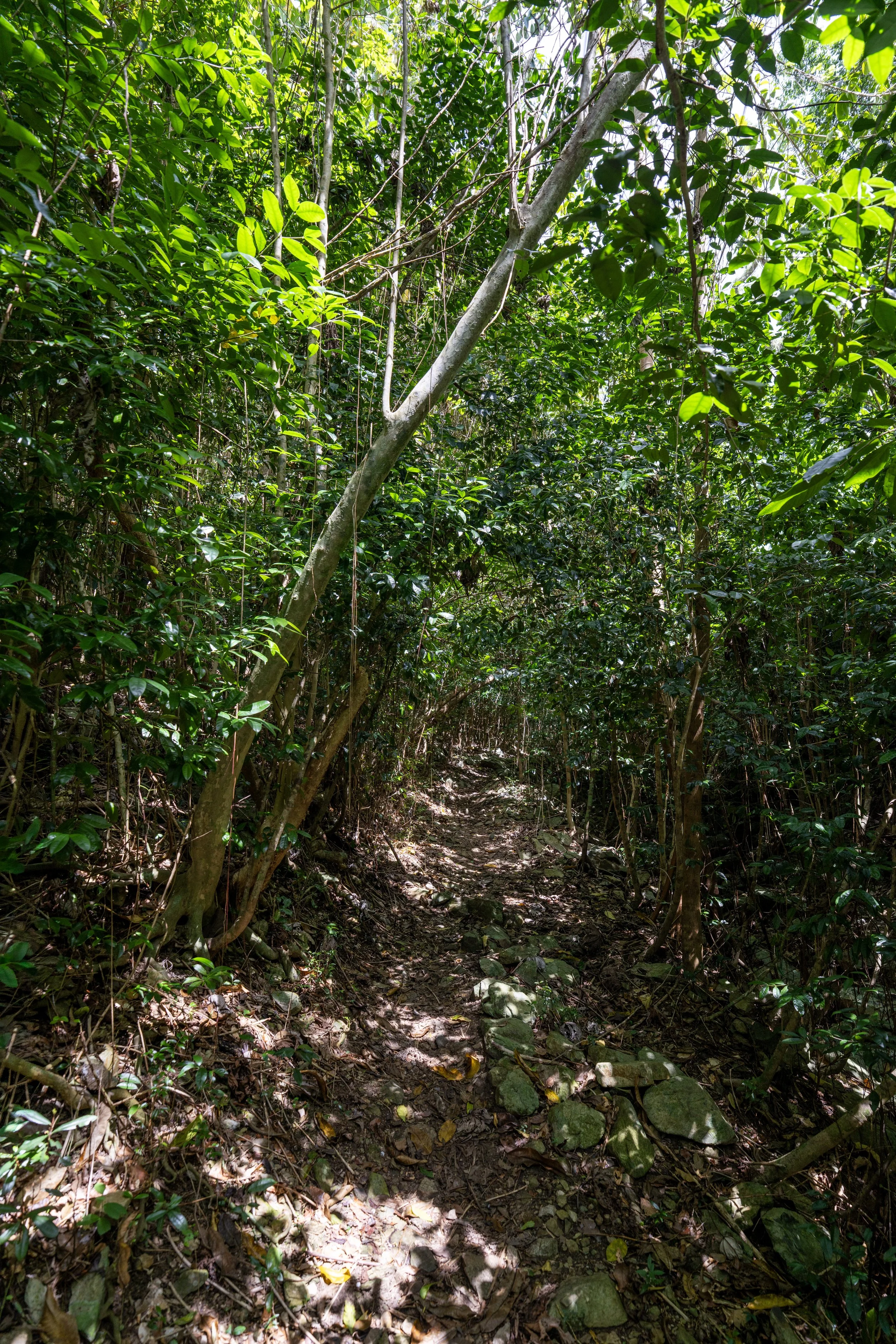 Hiking the Tamarind Tree Trail in Virgin Islands National Park