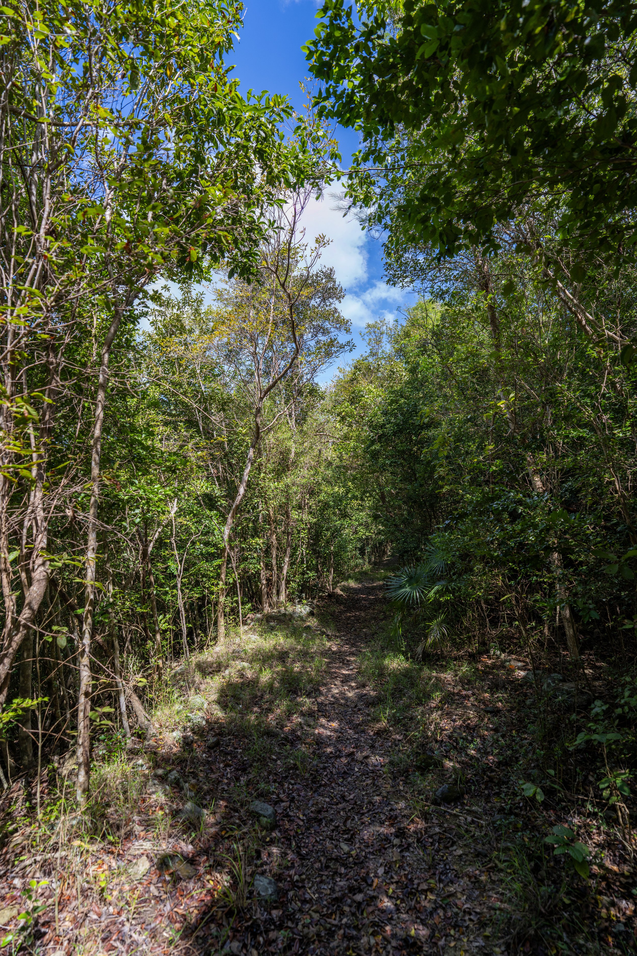 Hiking the Water Catchment Trail in Virgin Islands National Park