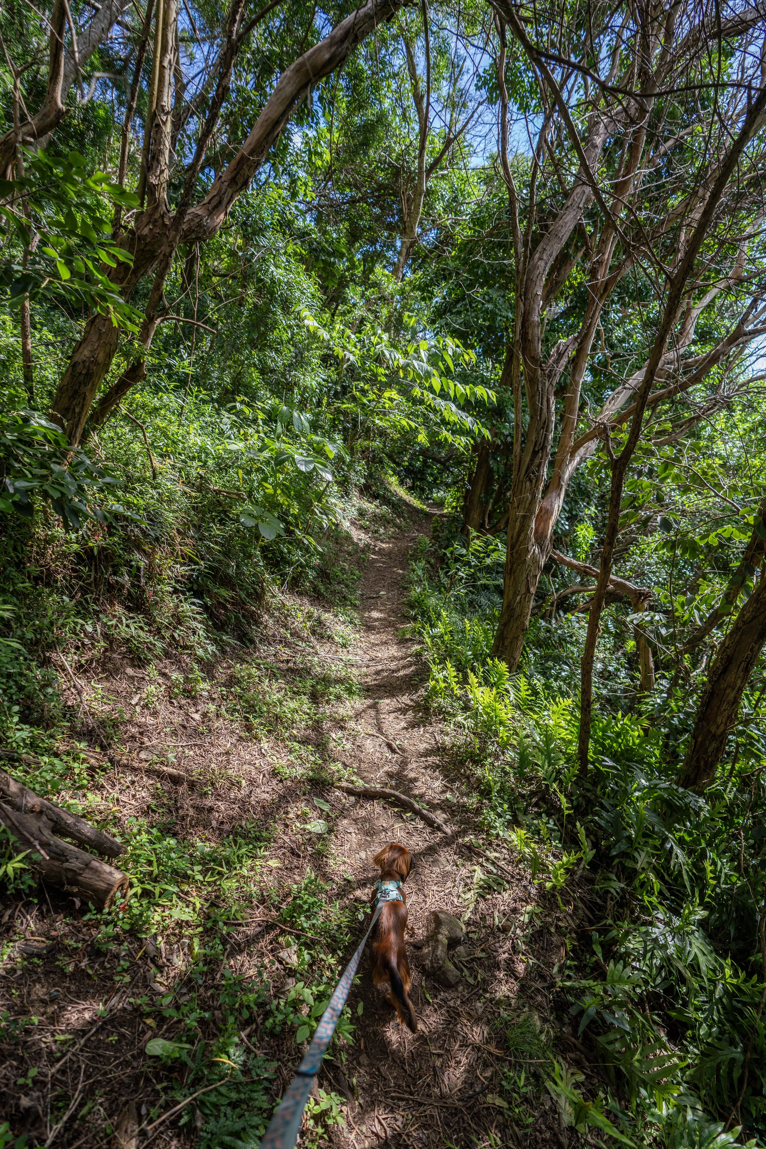 Hiking the Kuliʻouʻou Valley Trail on Oʻahu, Hawaiʻi