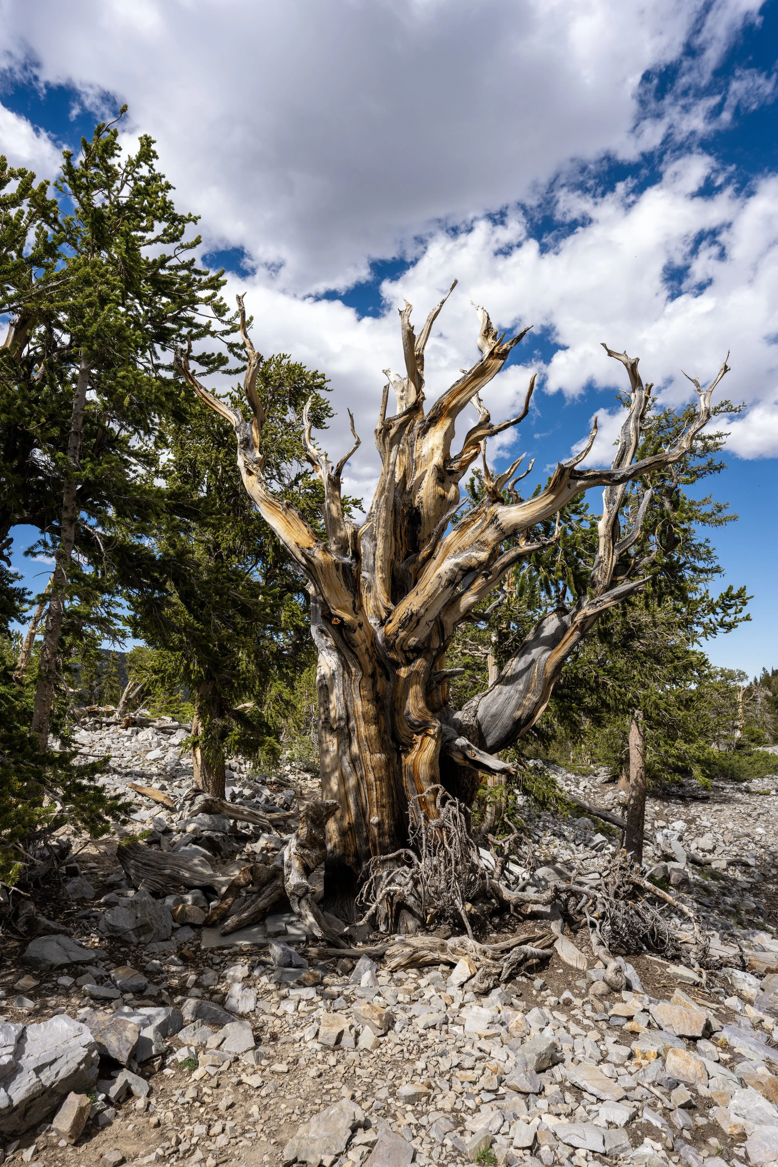 Hiking the Bristlecone Trail in Great Basin National Park