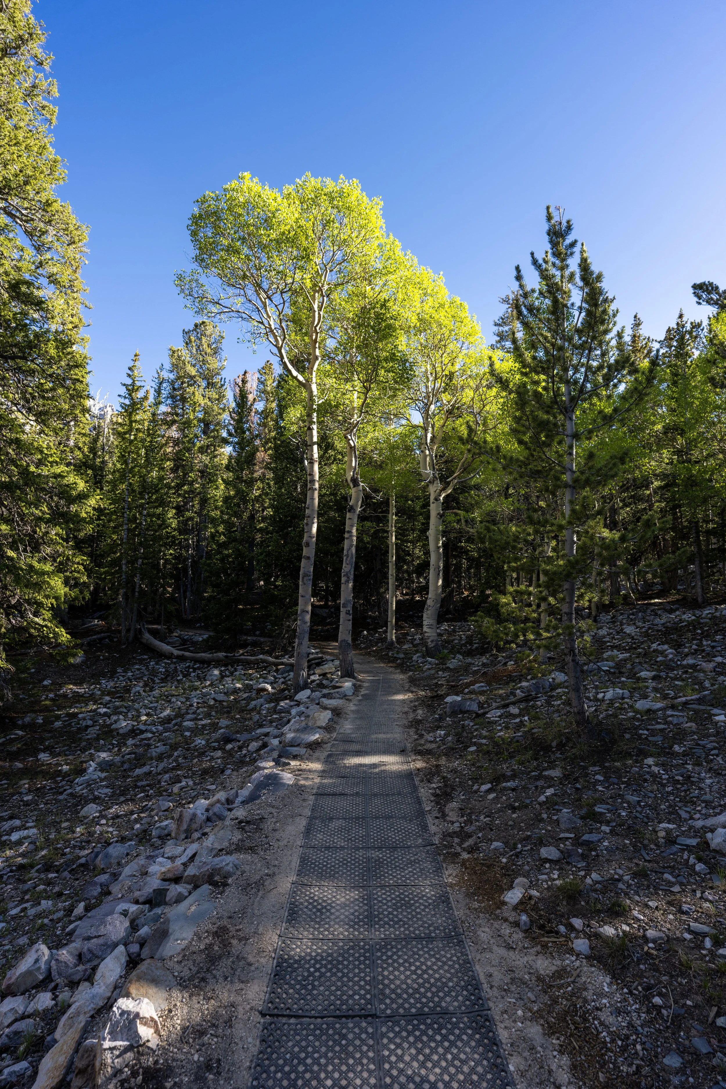 Hiking the Sky Island Forest Trail in Great Basin National Park