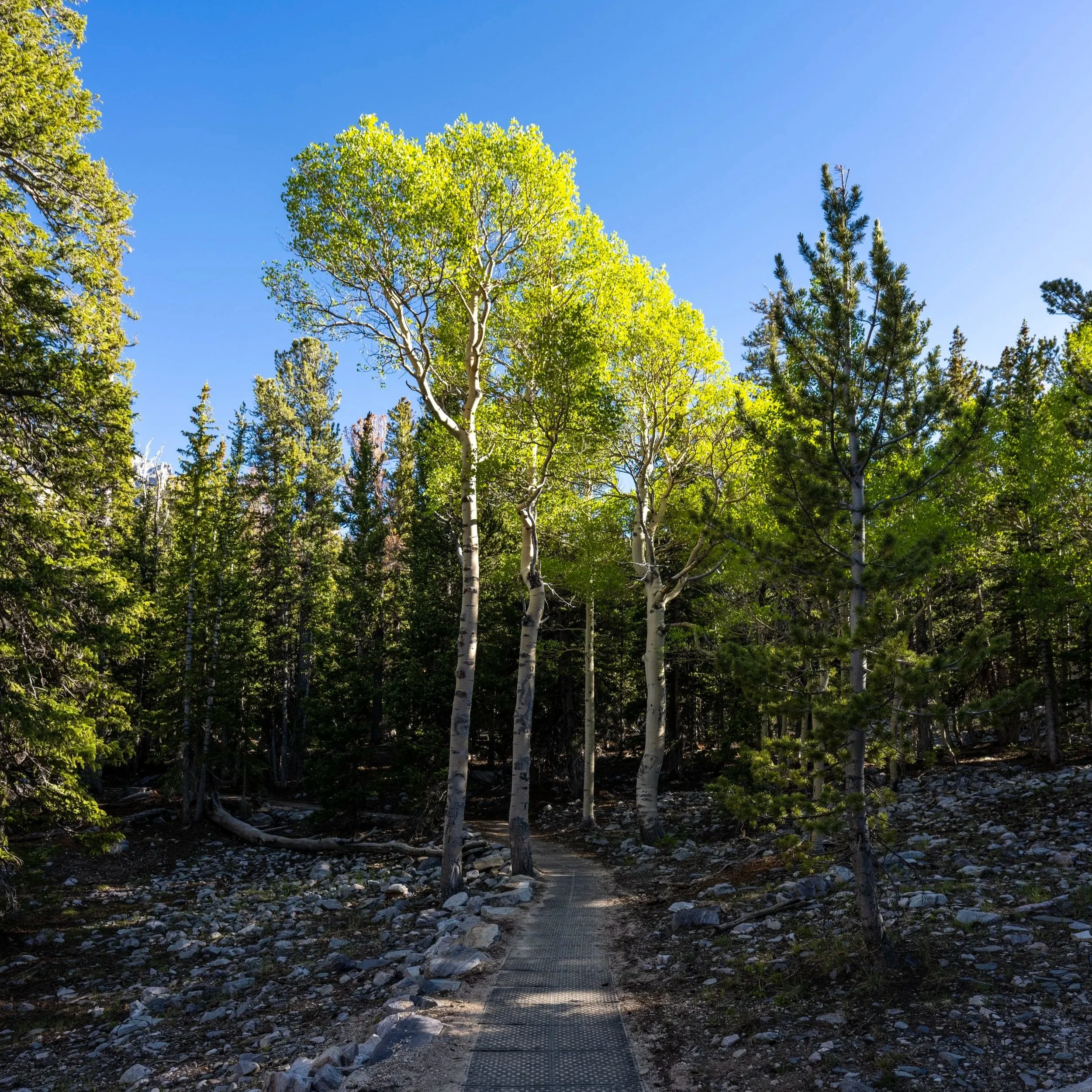 Sky Island Forest