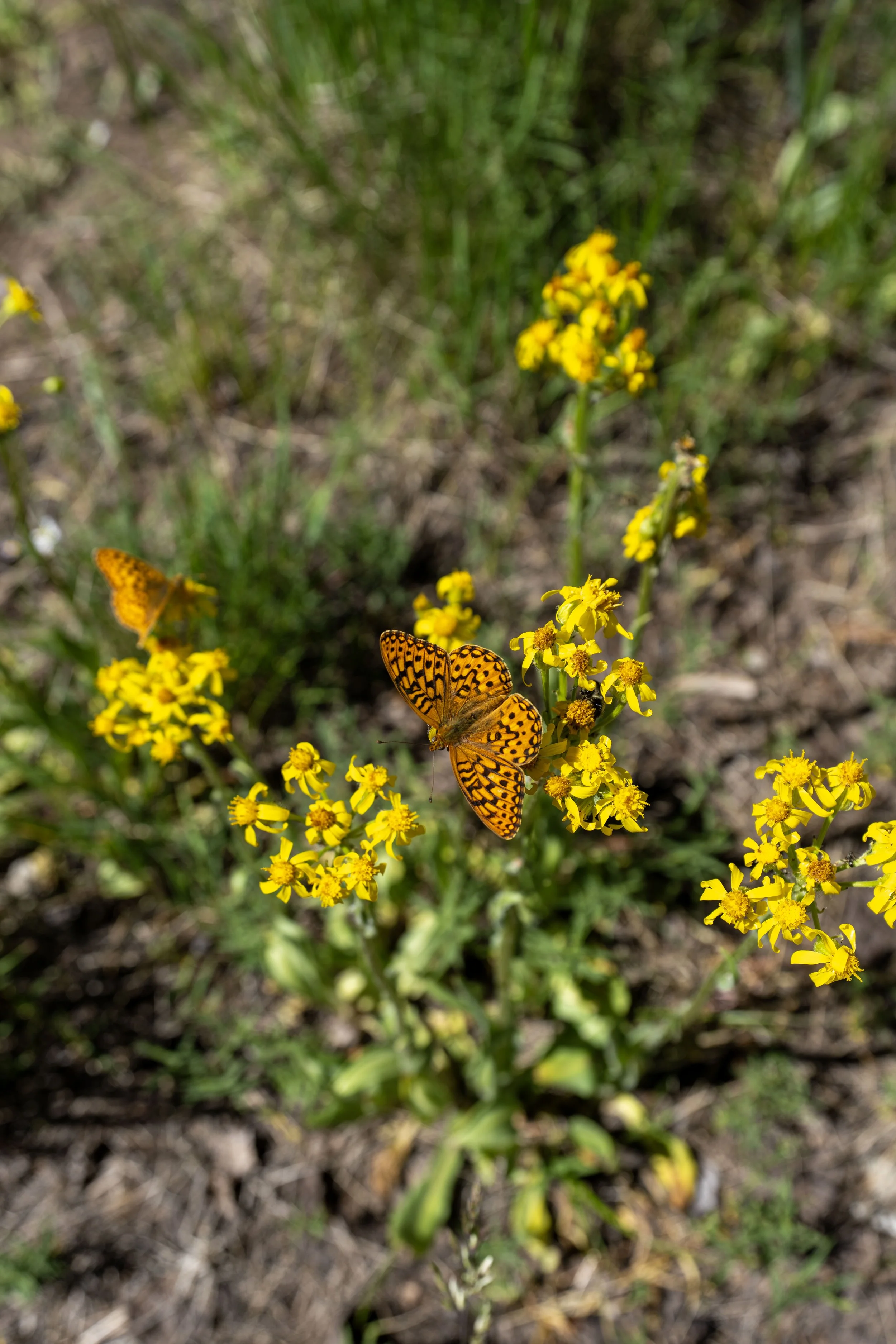 Hiking the Baker Creek Loop Trail in Great Basin National Park