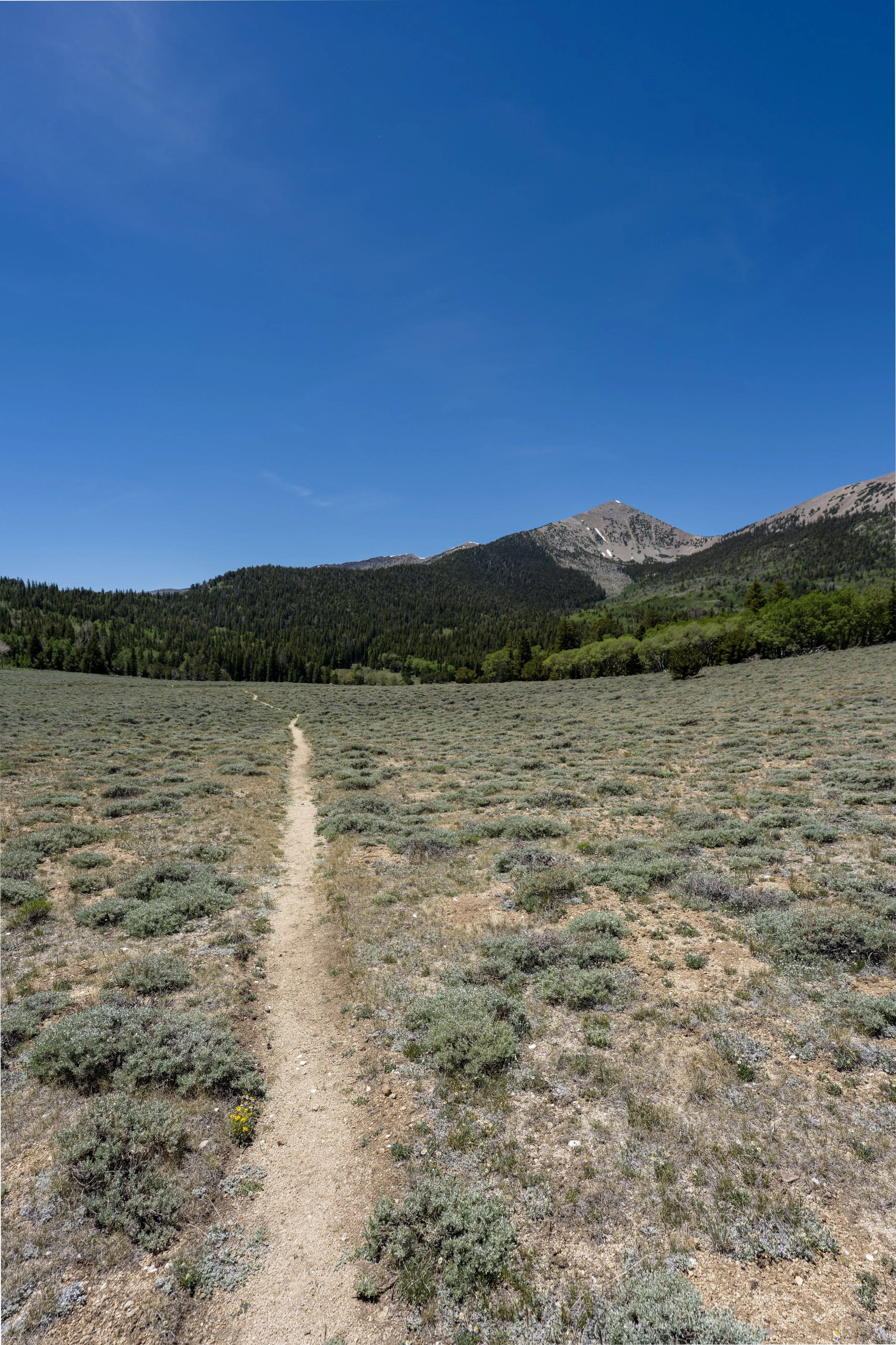 Hiking the Timber Creek Loop Trail in Great Basin National Park