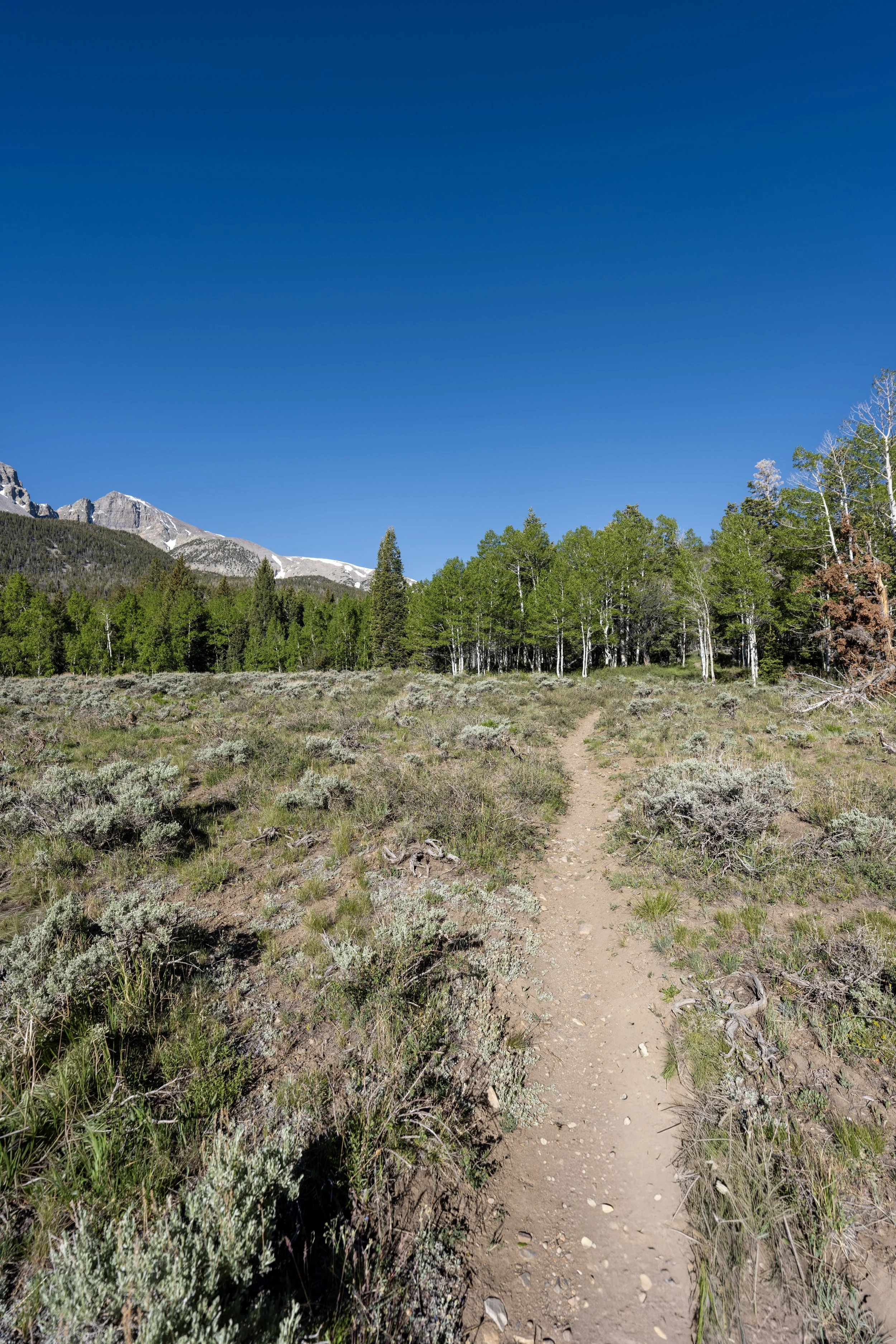 Hiking the Lehman Creek Trail in Great Basin National Park
