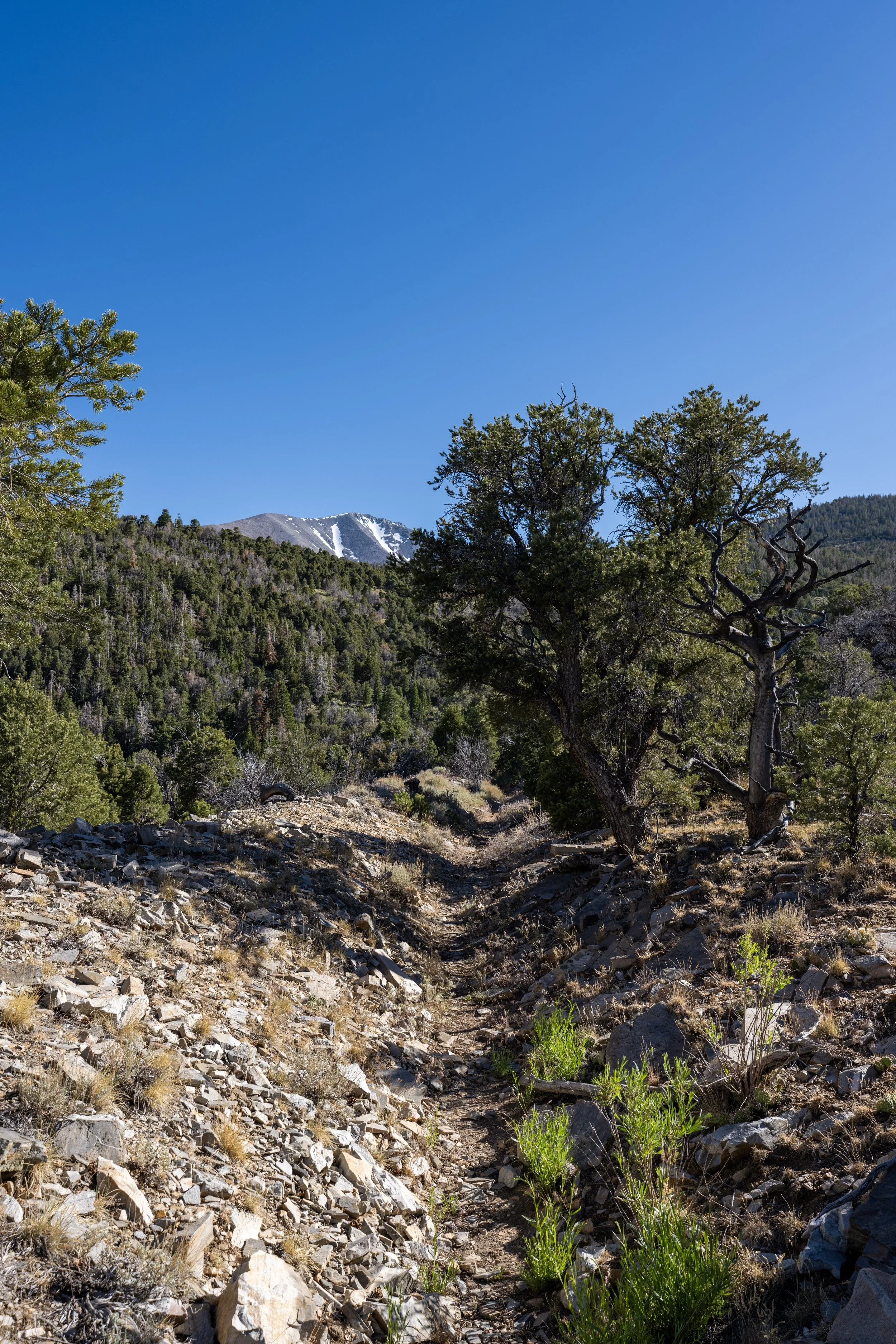 Hiking the Osceola Ditch Trail in Great Basin National Park