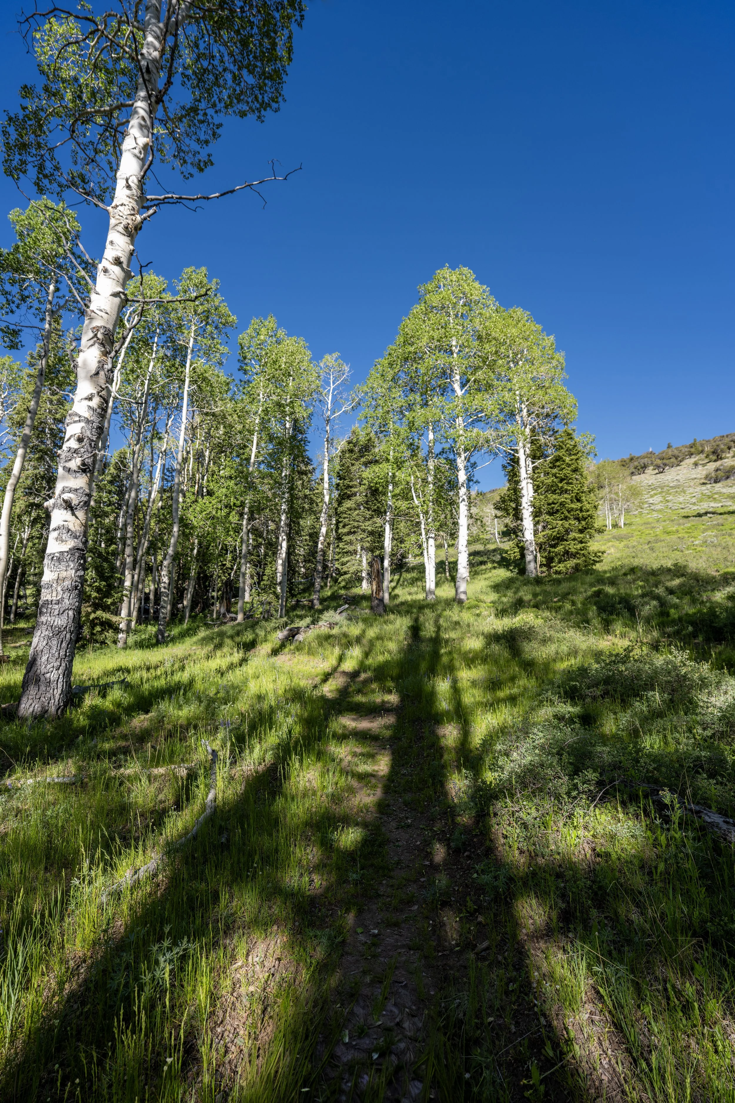 Hiking the Upper Strawberry Trail in Great Basin National Park