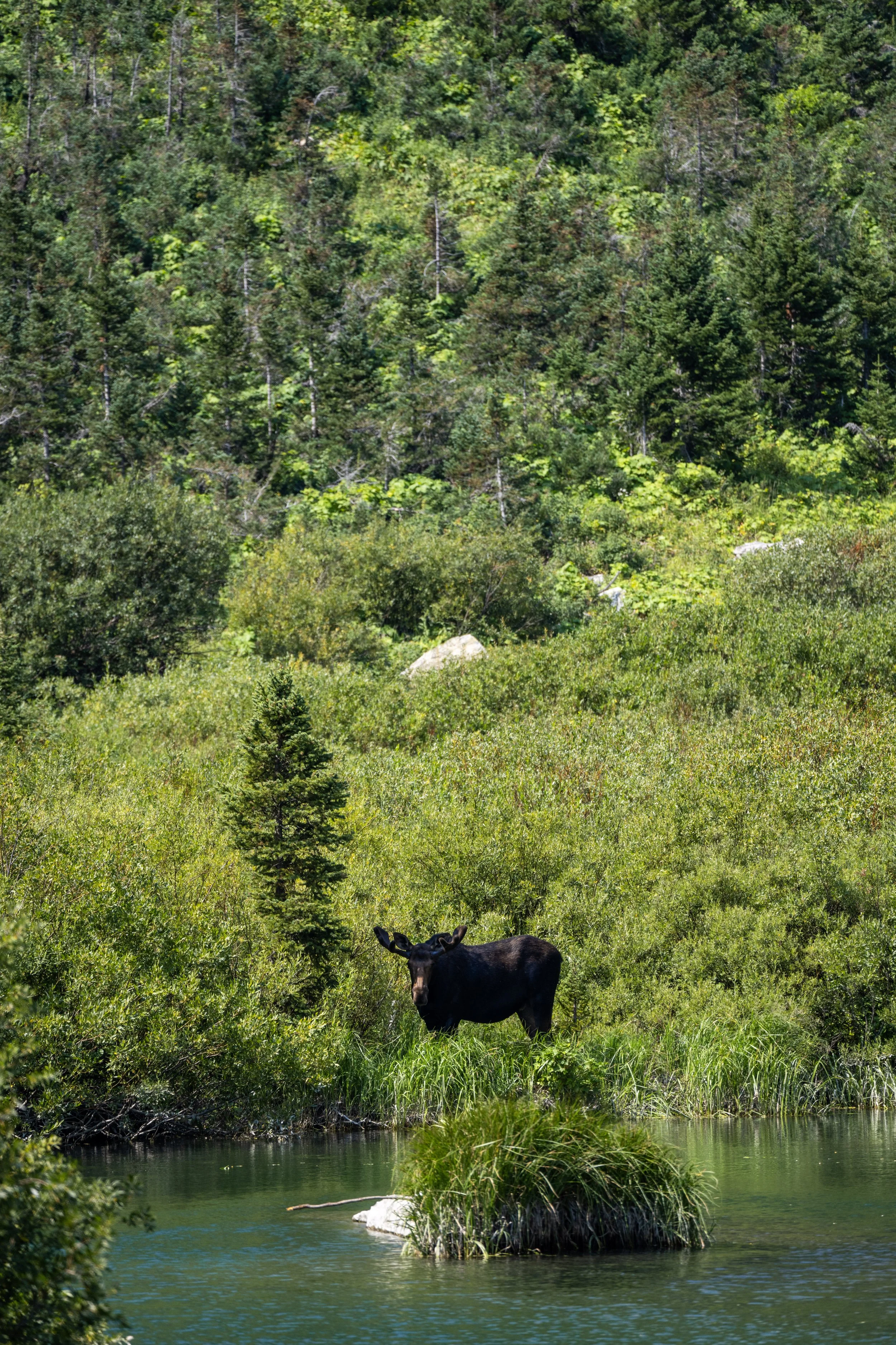 Hiking the Cascade Canyon Trail in Grand Teton National Park