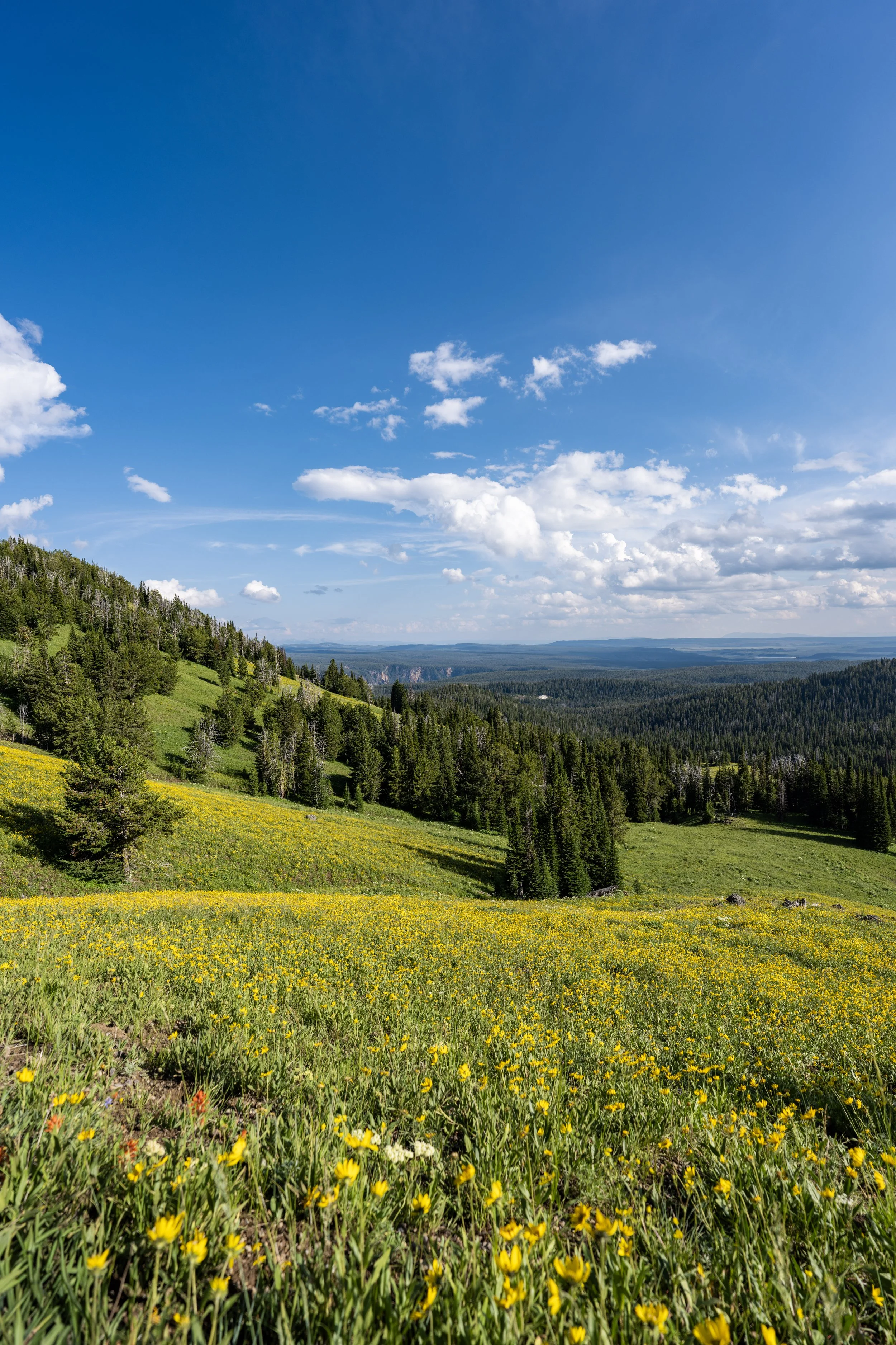 Hiking the South Mt. Washburn Trail (Dunraven Pass) in Yellowstone National Park