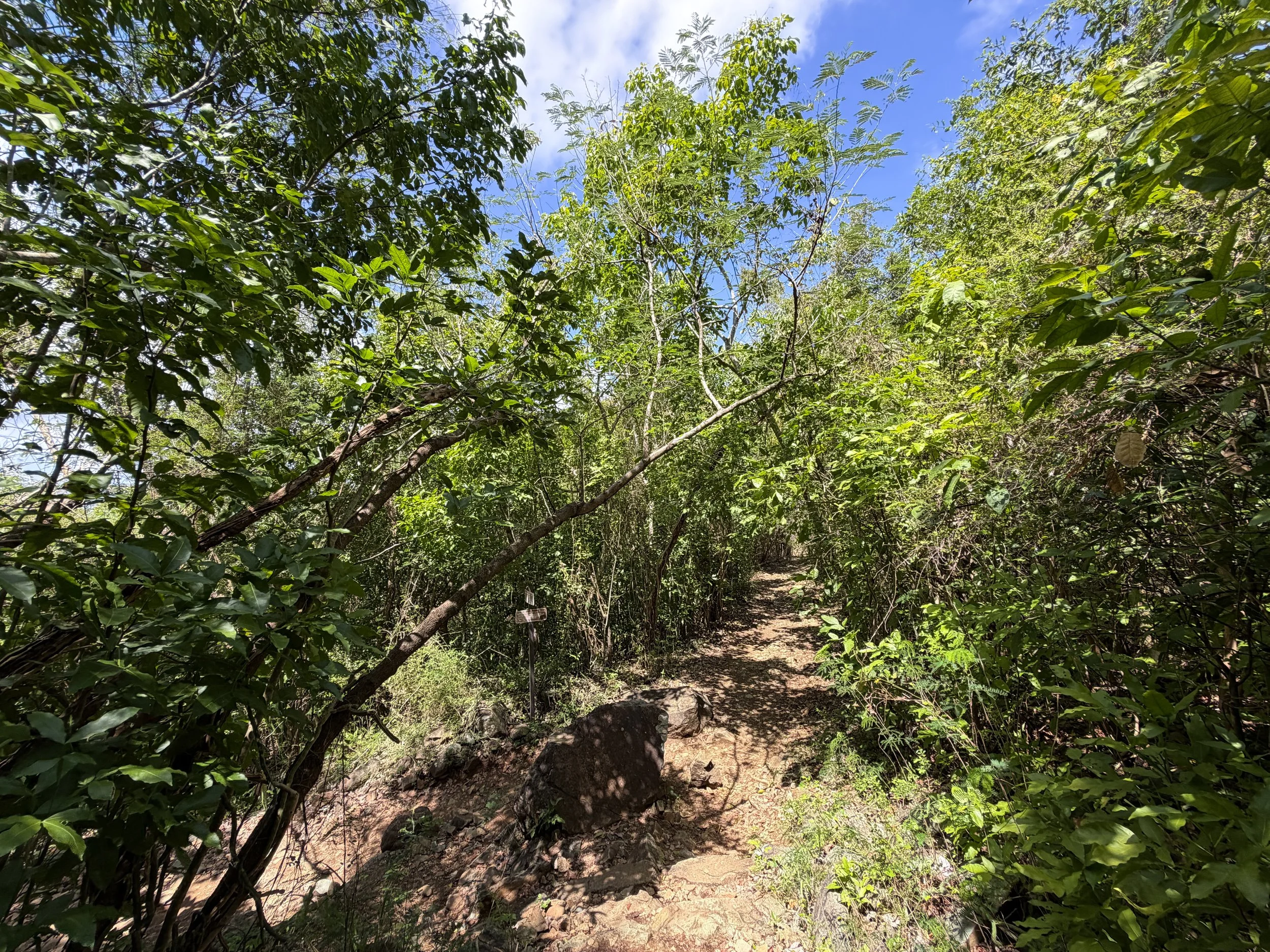 Lind Point Loop Trail Virgin Islands National Park