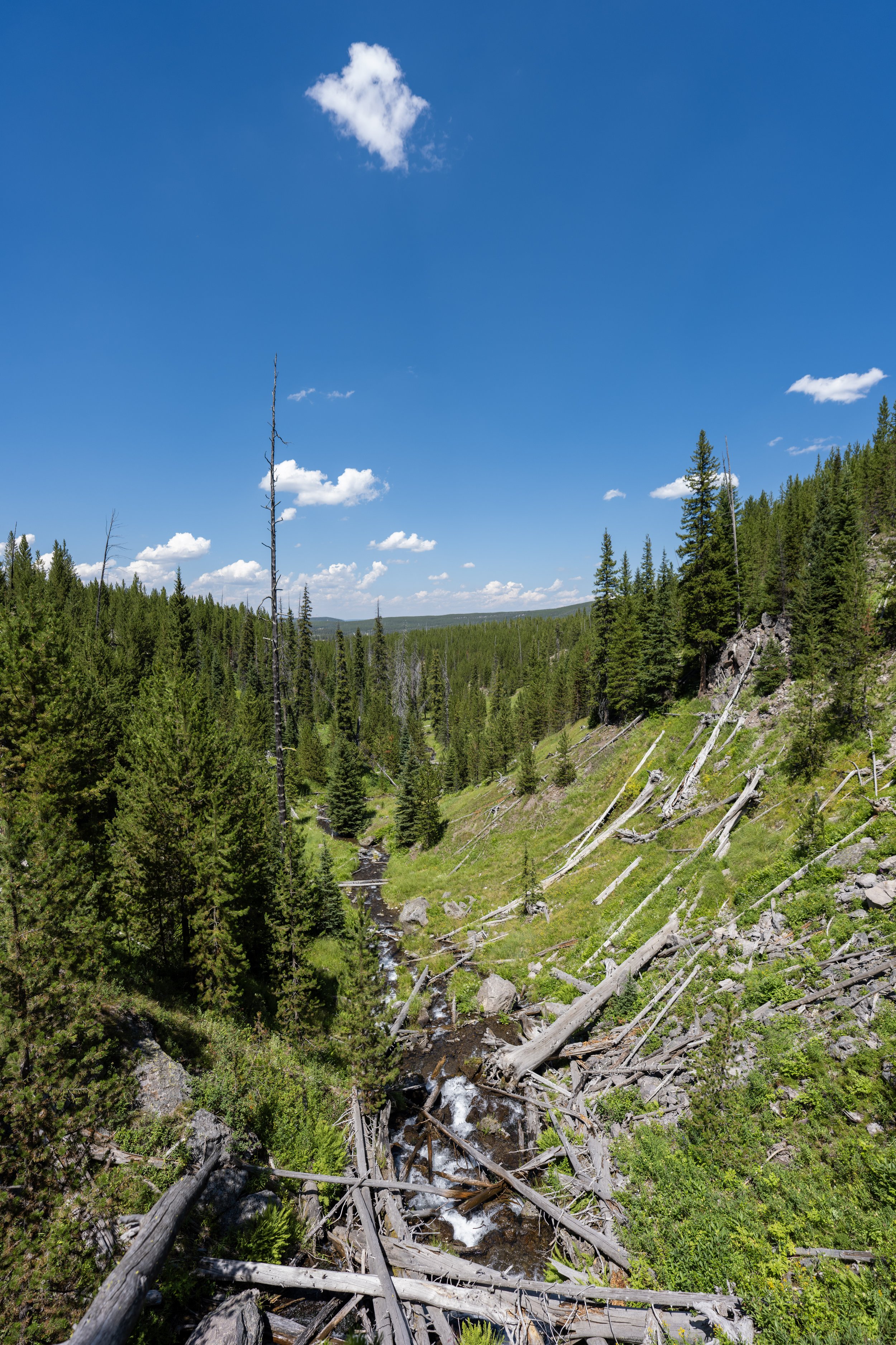 Fern Cascade Loop