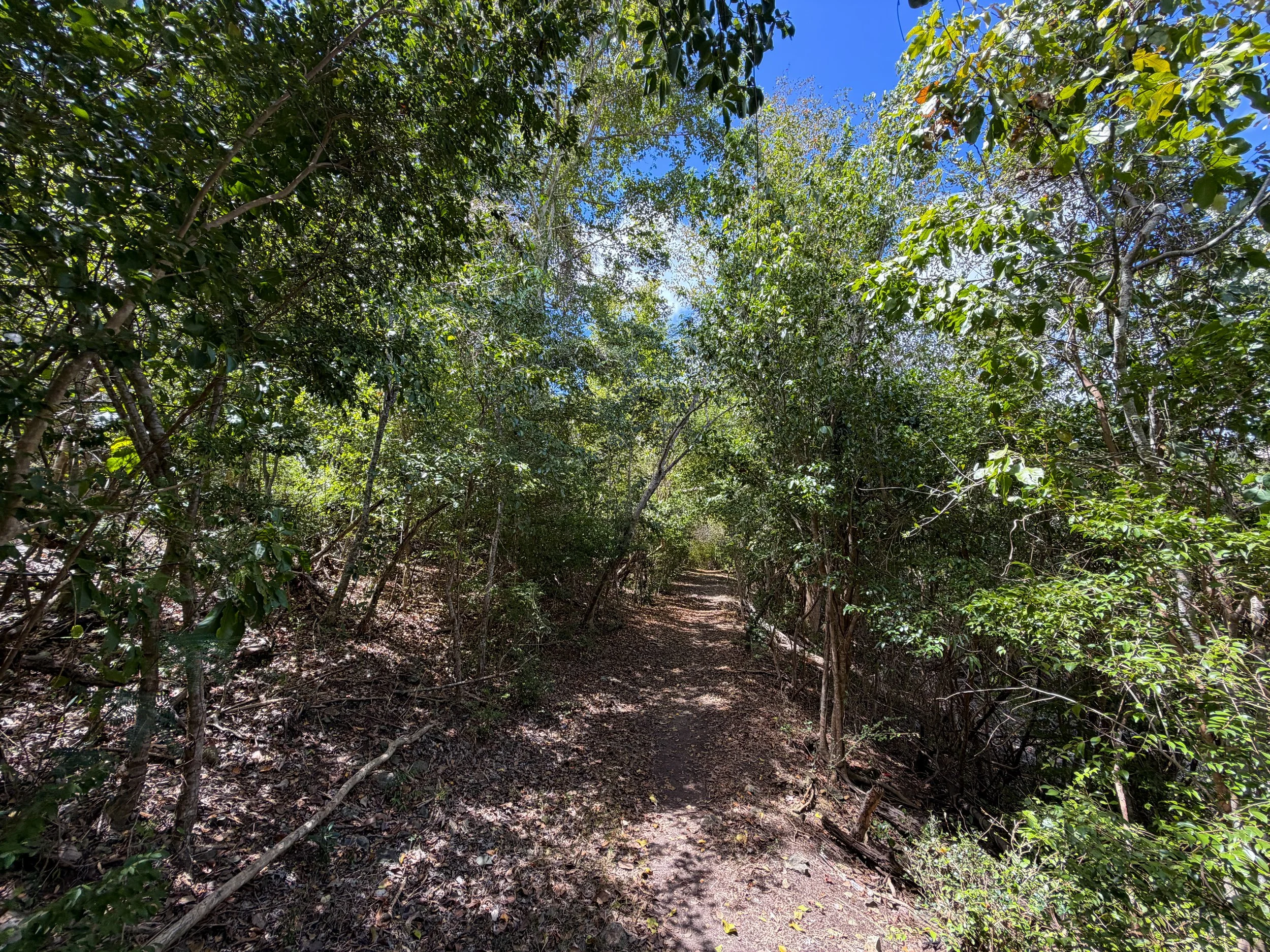 Brown Bay Trail Virgin Islands National Park