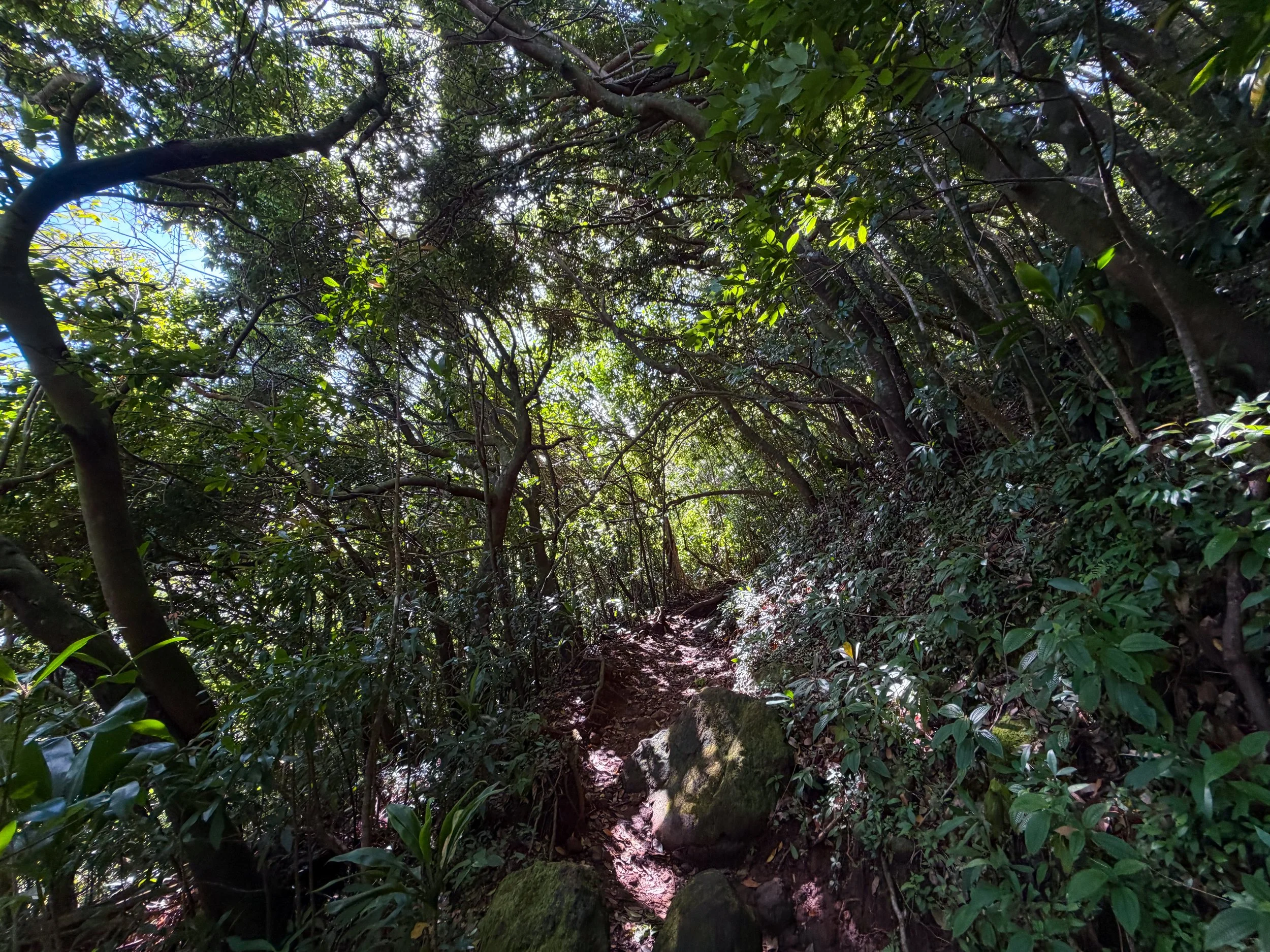 Aihualama Trail Oahu Hawaii