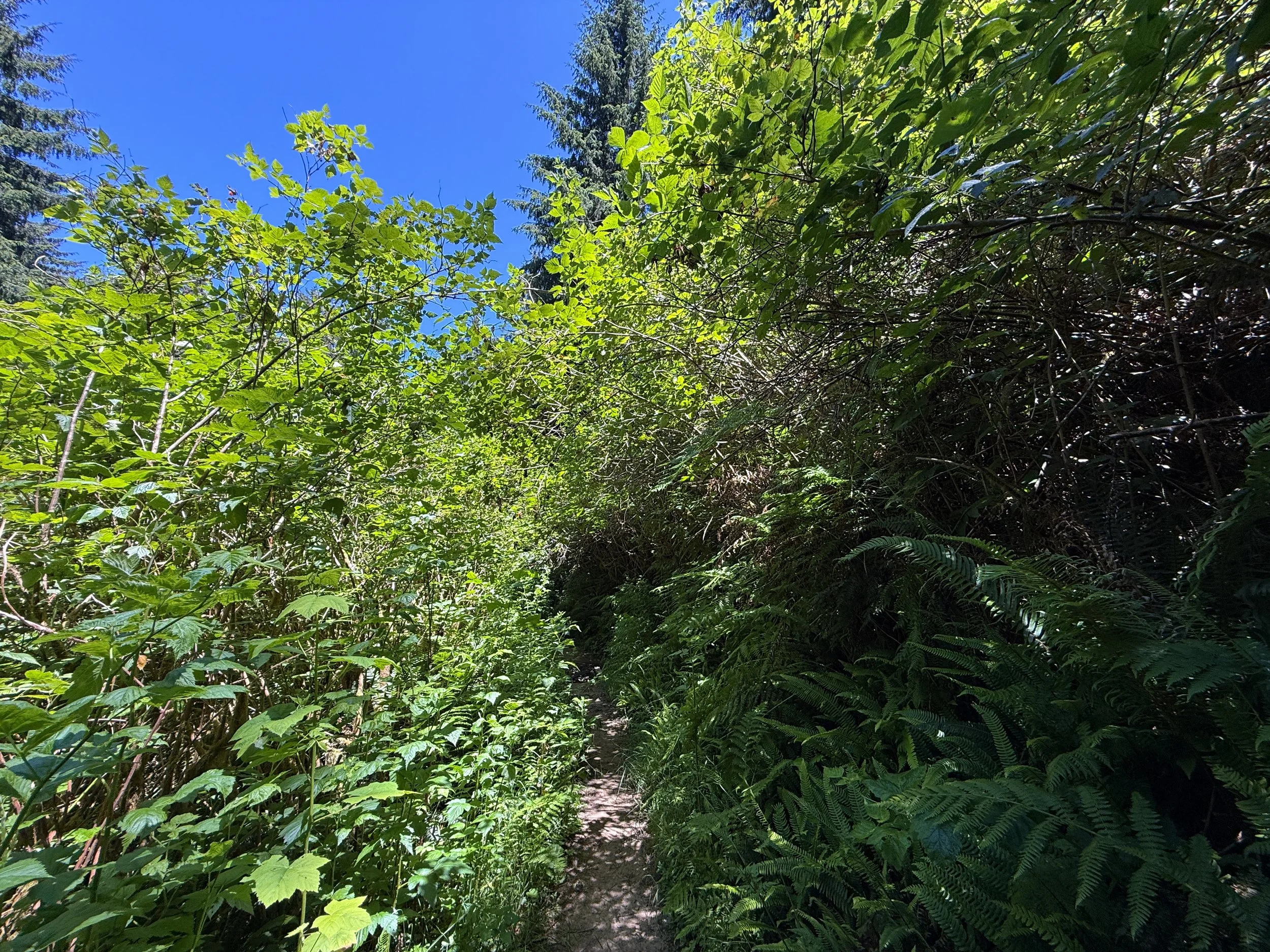 Ossagon Hike Prairie Creek Redwoods State Park California
