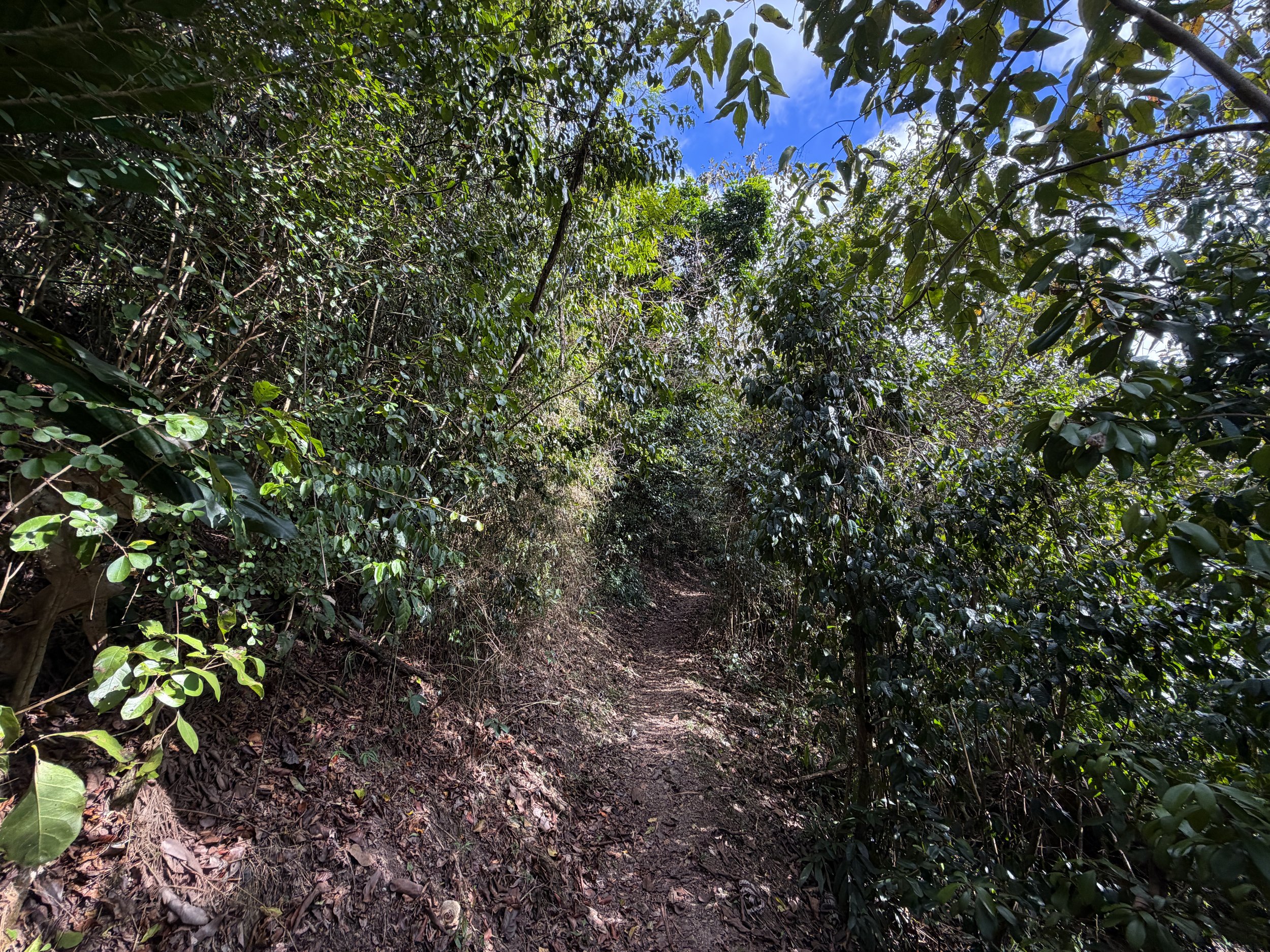 Cinnamon Bay Trail Virgin Islands National Park