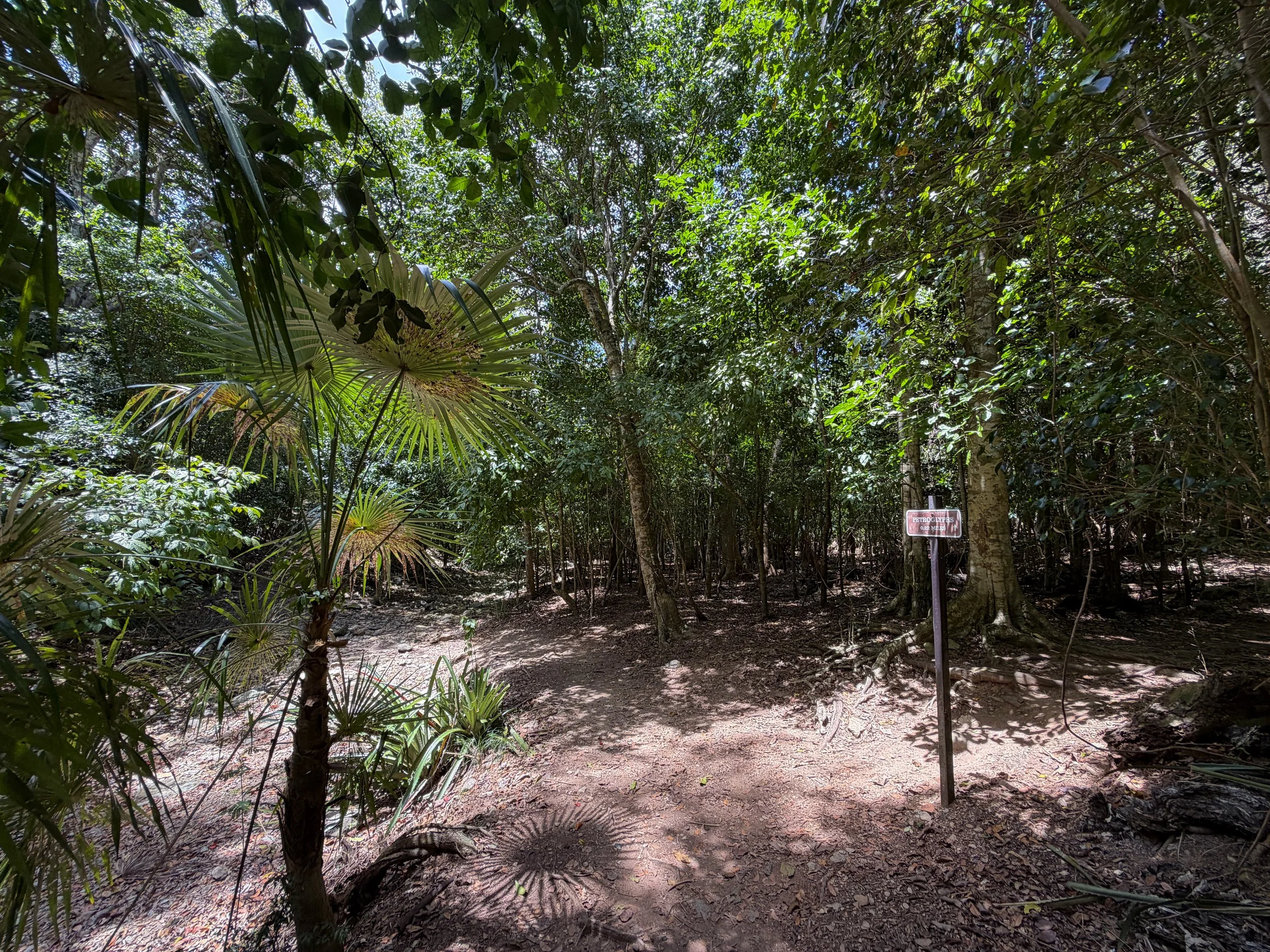 Reef Bay Trail Petroglyphs Split Virgin Islands National Park
