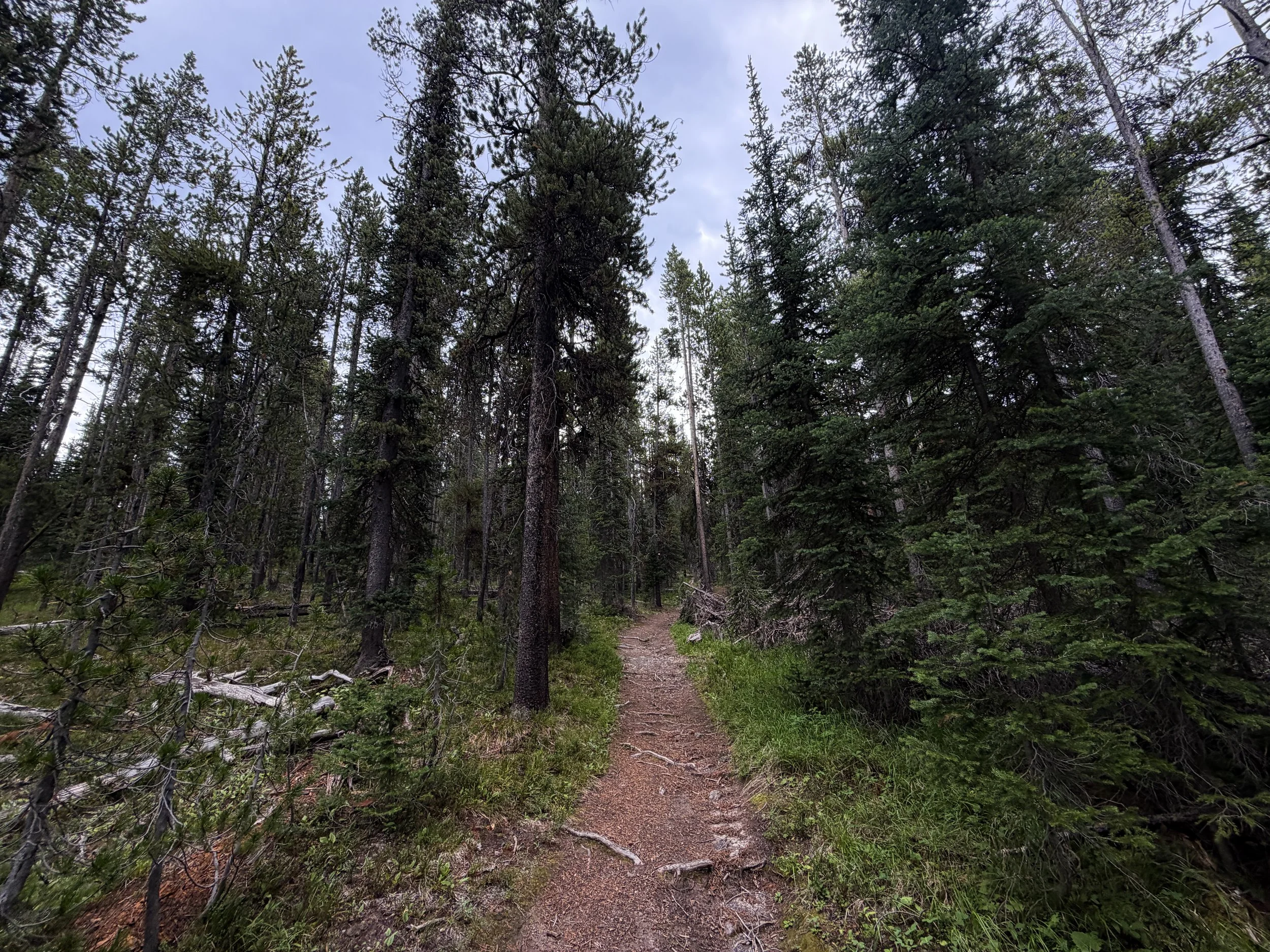 Divide Trail Yellowstone National Park Wyoming