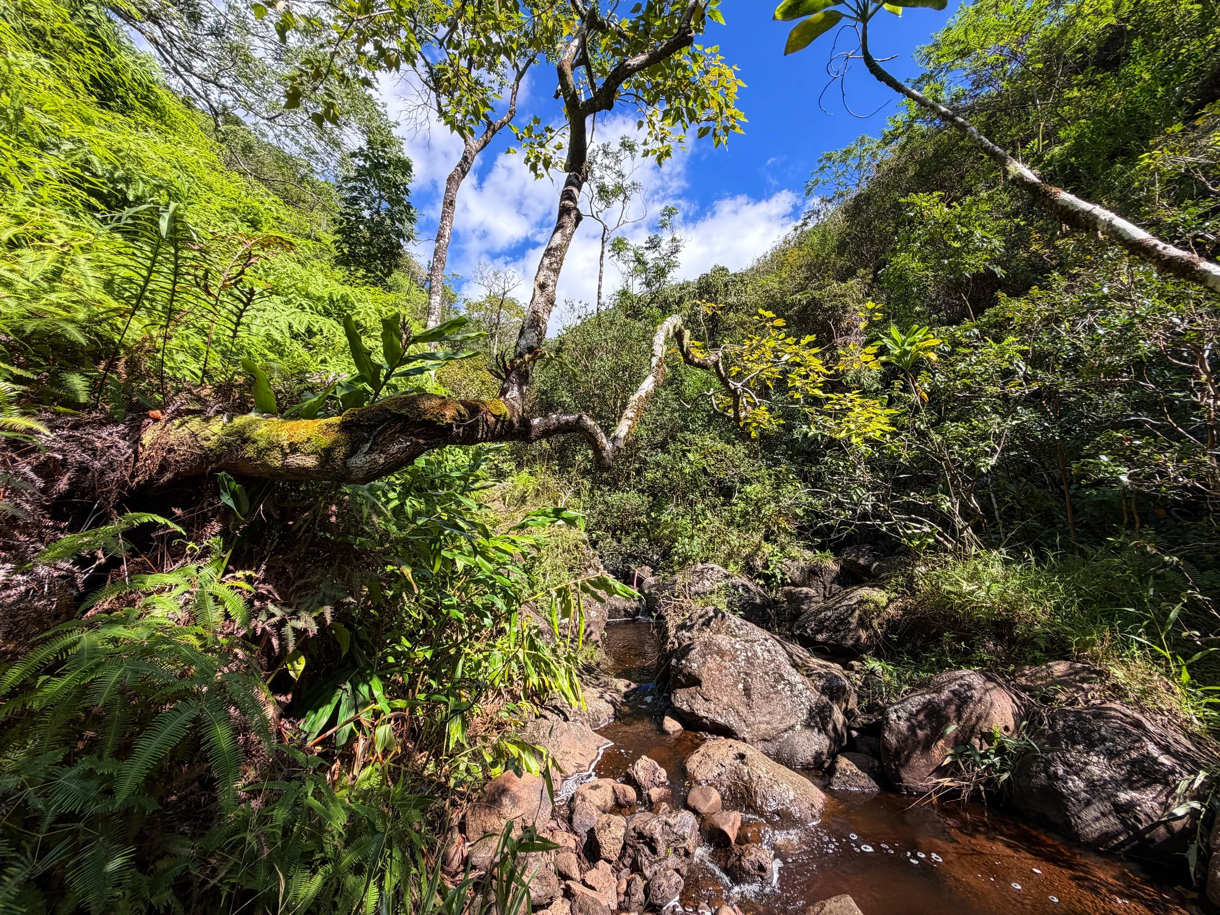 Kaau Crater Trail Oahu Hawaii