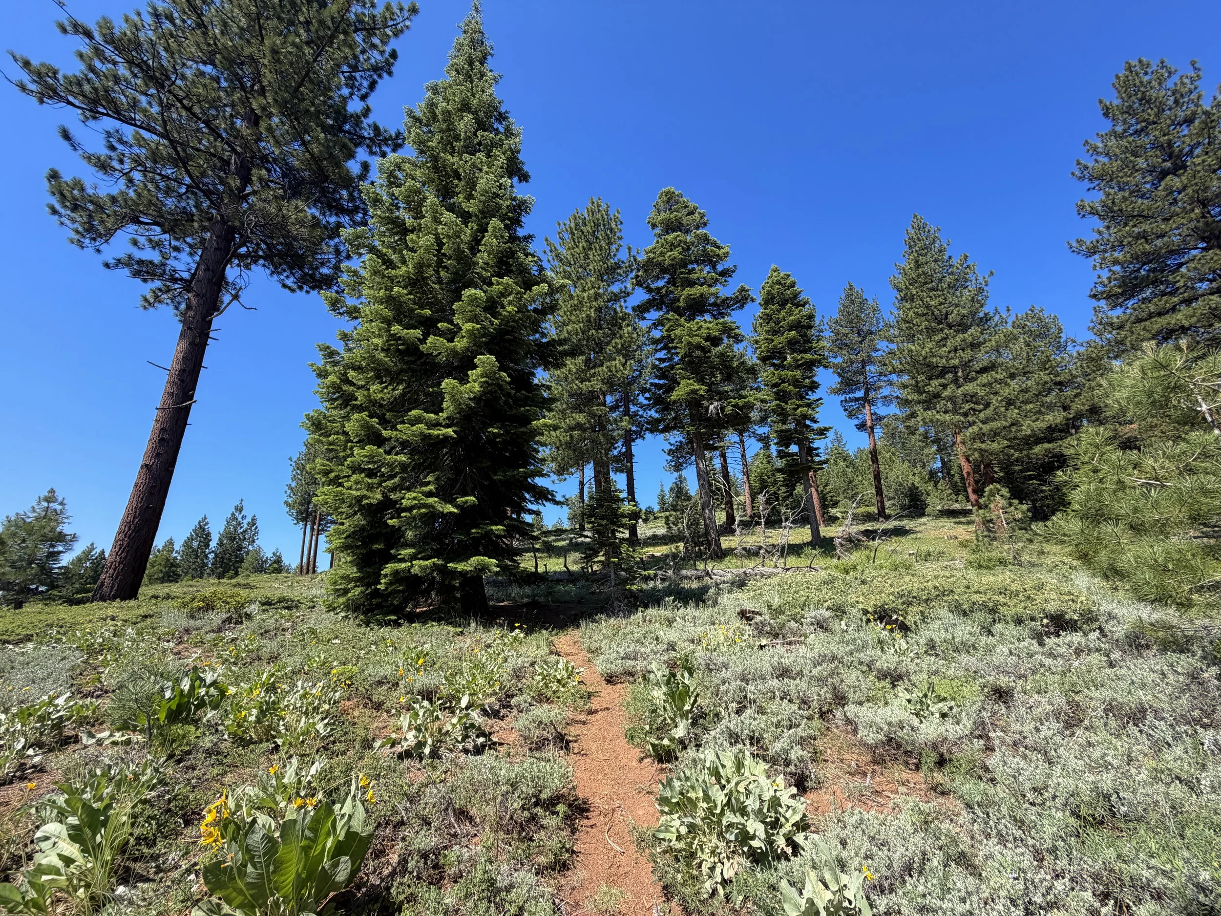 Captain Pomin Trail Lake Tahoe Nevada