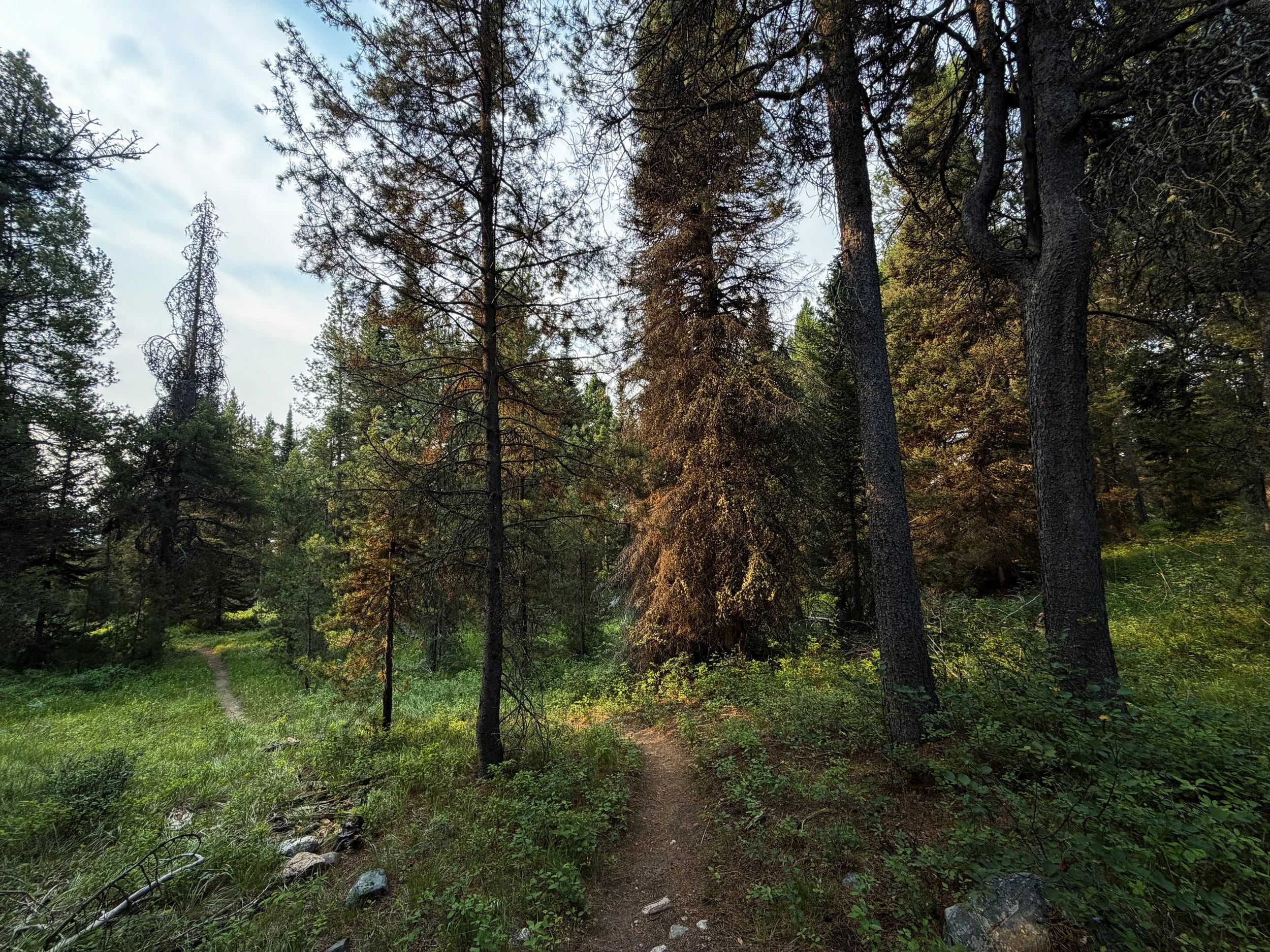 Aspen Boulder Ridge Loop Trail Grand Teton National Park Wyoming